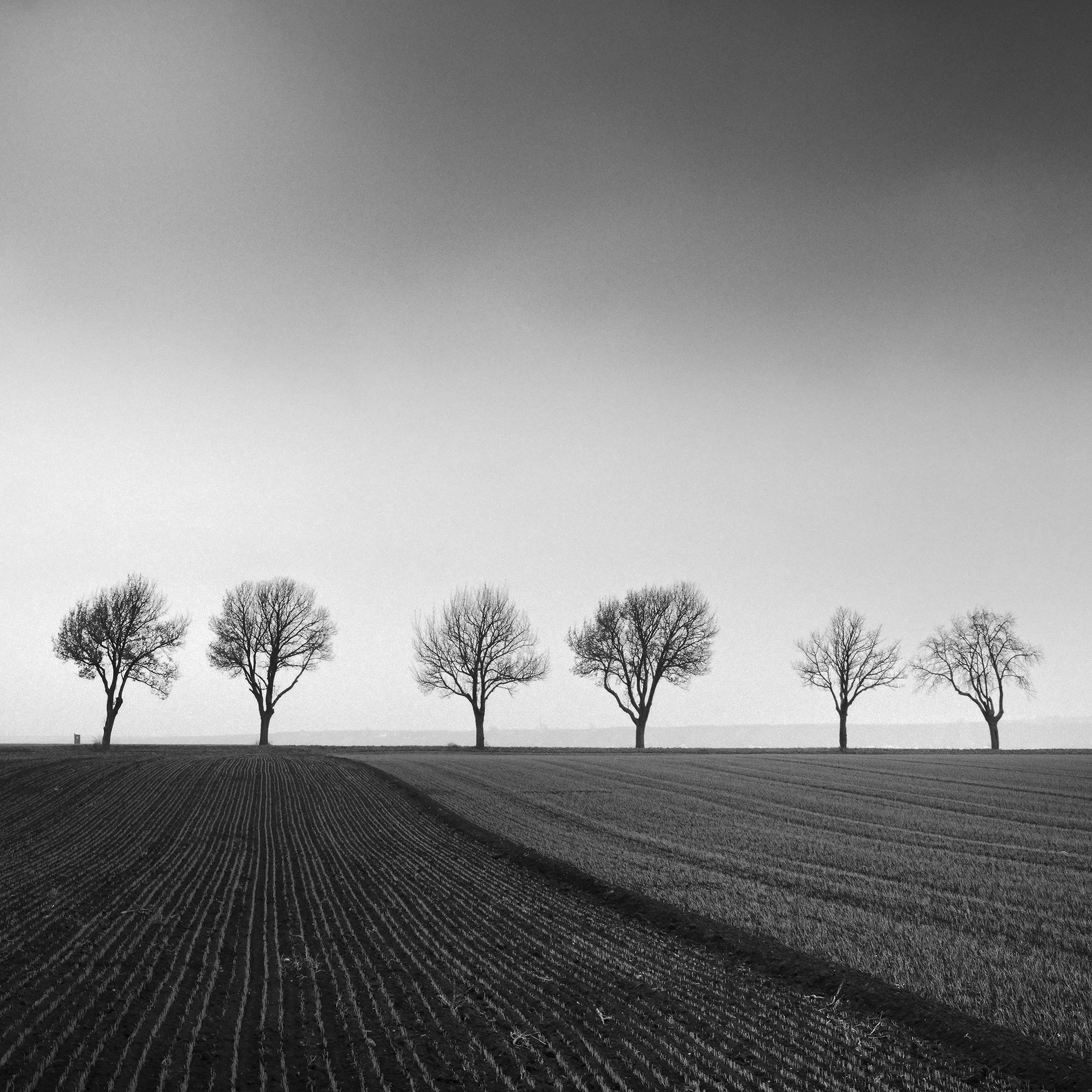 Gerald Berghammer - Black and white panorama photography. Landscape with a row of leafless trees across a flat field under a cloudy sky. Print detail 3