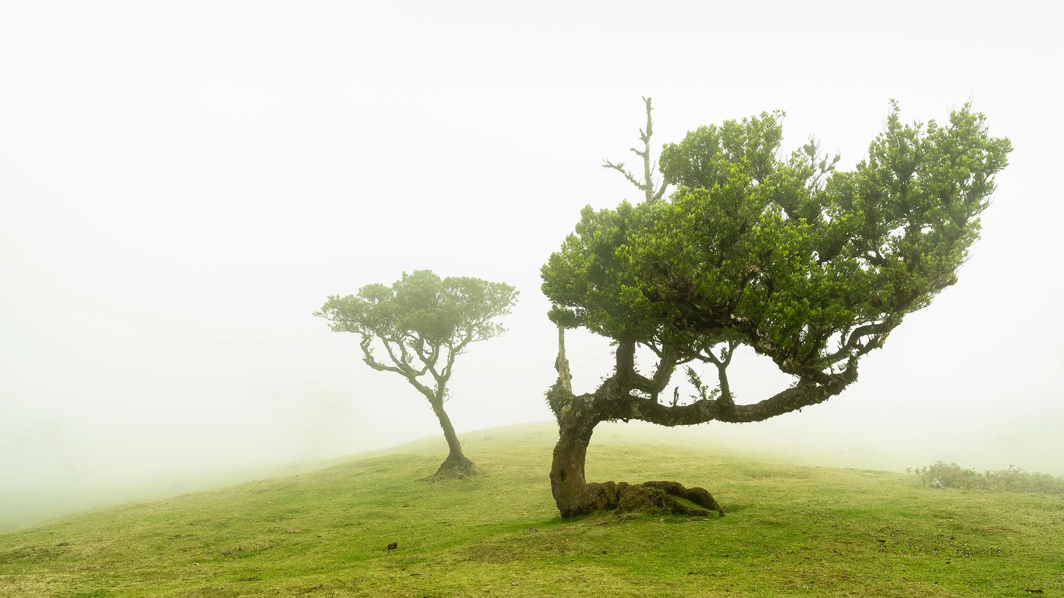 Misty hillside landscape in Madeira, Portugal, with wind-shaped green trees on a grassy meadow, surrounded by soft fog and a calm, minimalist atmosphere.