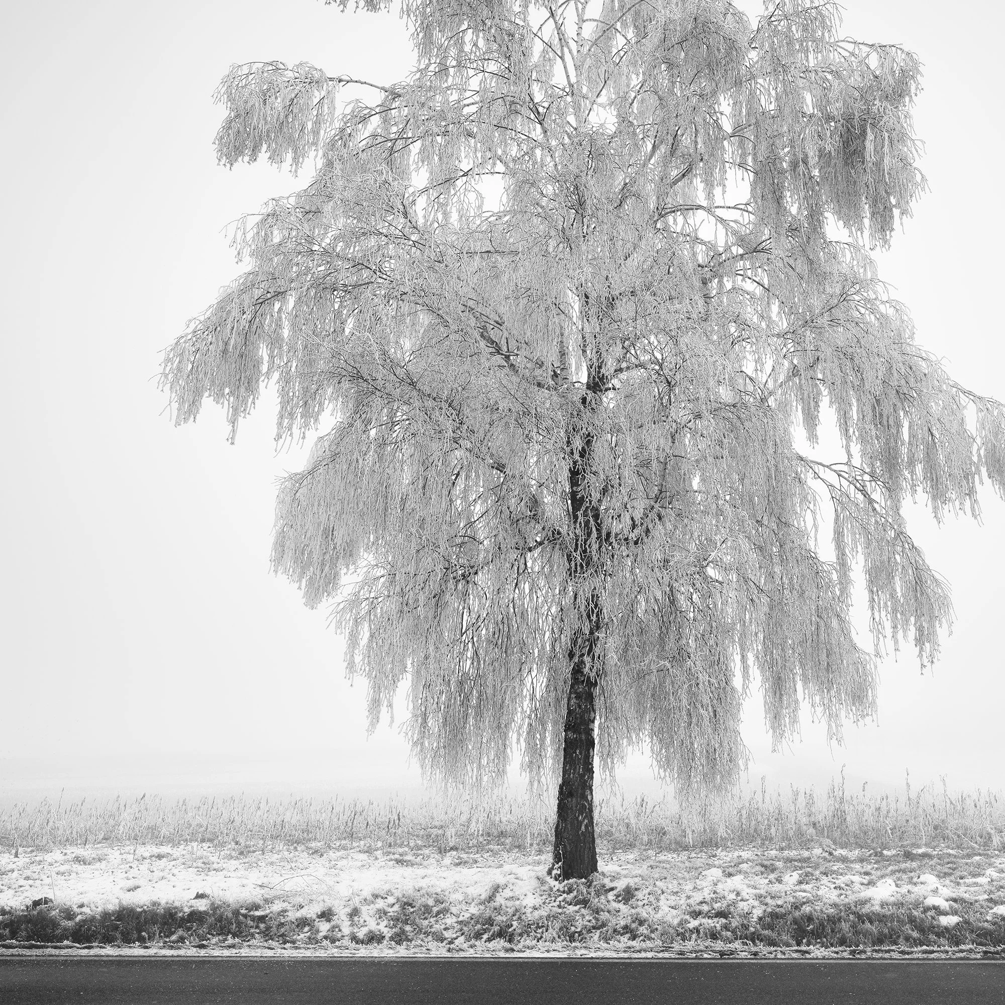 Close-up of Frozen Birch Tree Study 1 by Gerald Berghammer, showing delicate frost-covered branches in black-and-white.