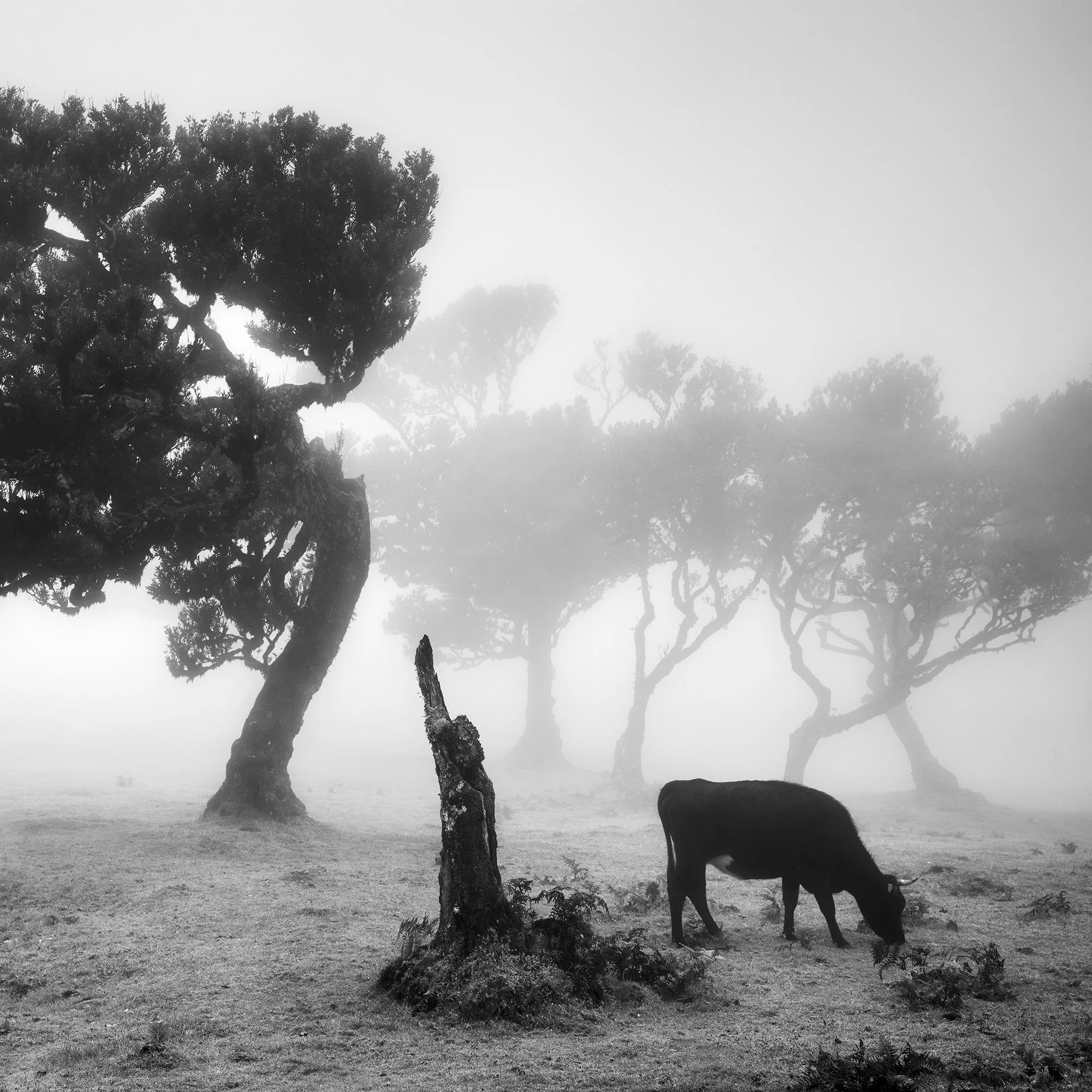 Detail of Cows on a Foggy Pasture, Study 1 showing cattle and ancient trees emerging through fog in Fanal, Madeira, by Gerald Berghammer.