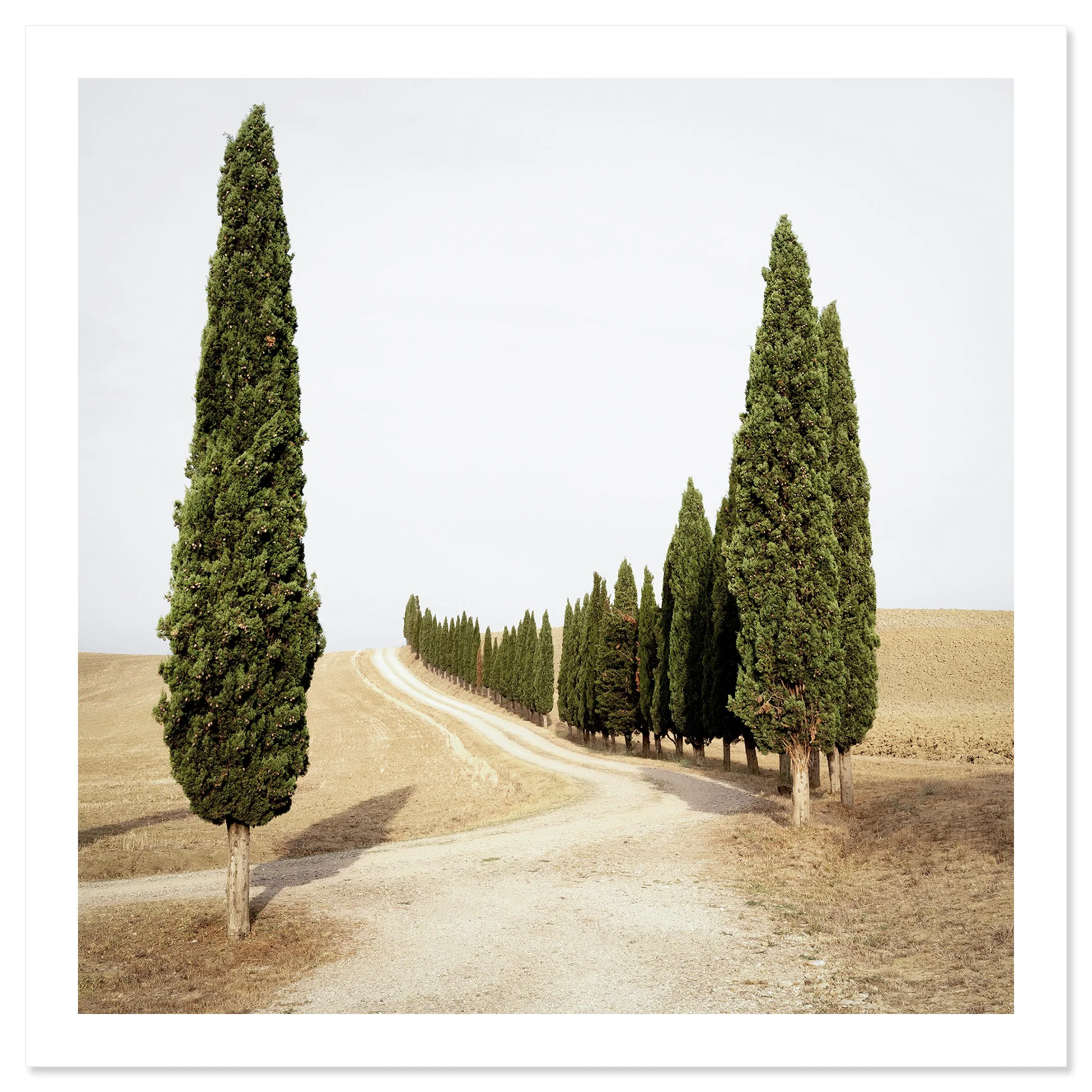 Gerald Berghammer - Color landscape photography. A winding dirt road lined with tall, green cypress trees on both sides in a dry, open landscape. Fine art print only