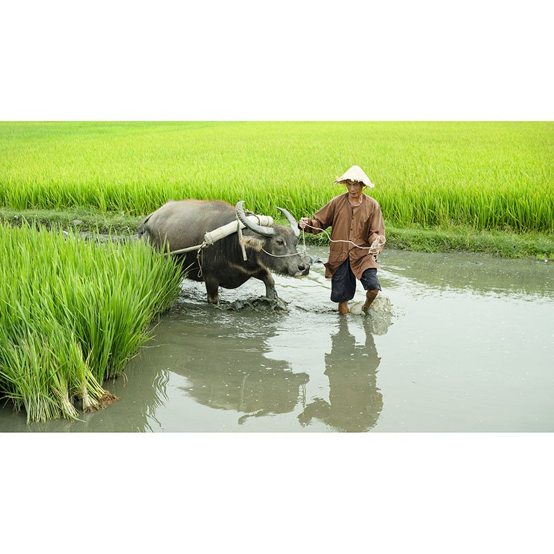 Rice Farmer with Water Buffalo – Vietnam | Gerald Berghammer