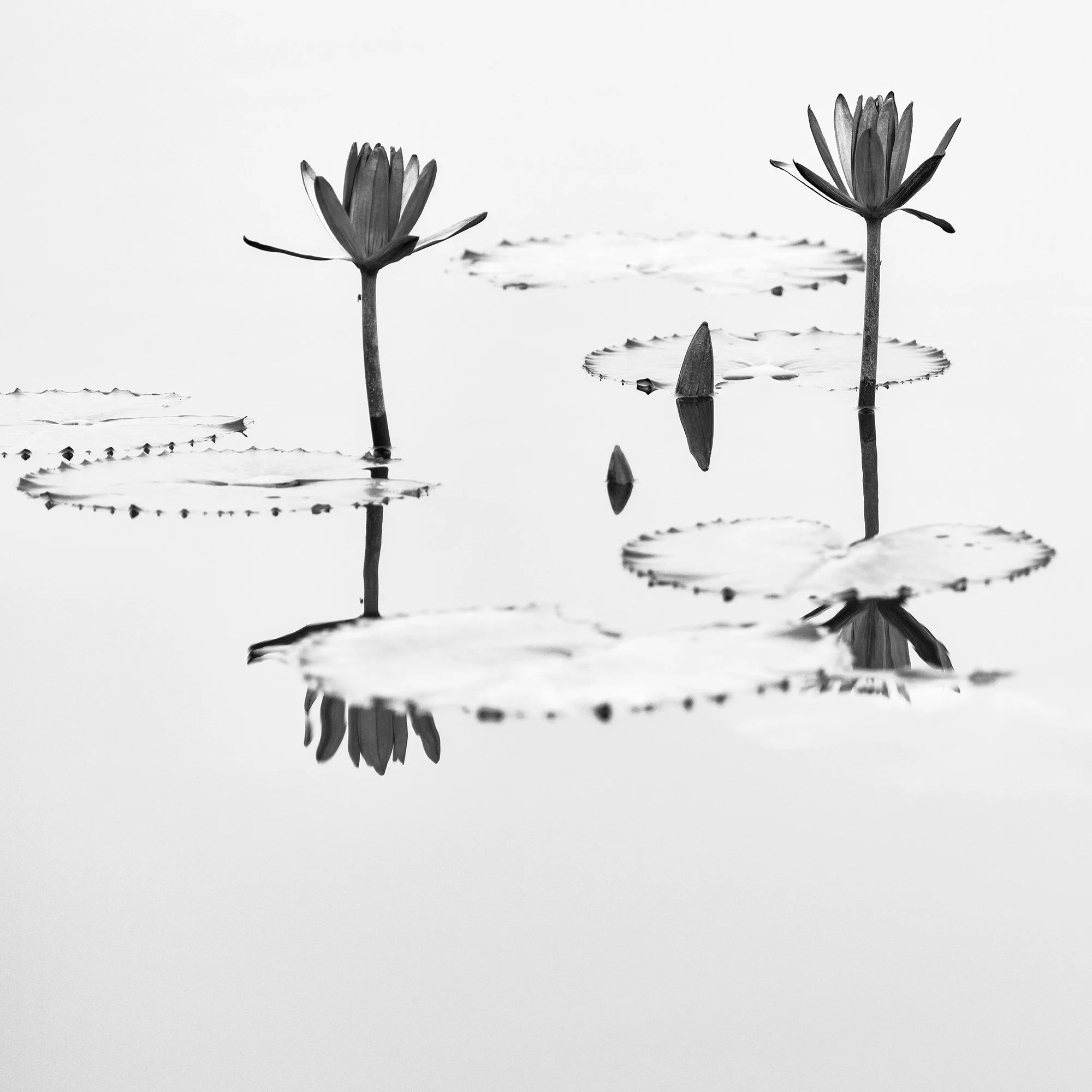 Lotus Flower Study 1 detail – lotus flowers, lily pads and reflections in still water in Vietnam by Gerald Berghammer.