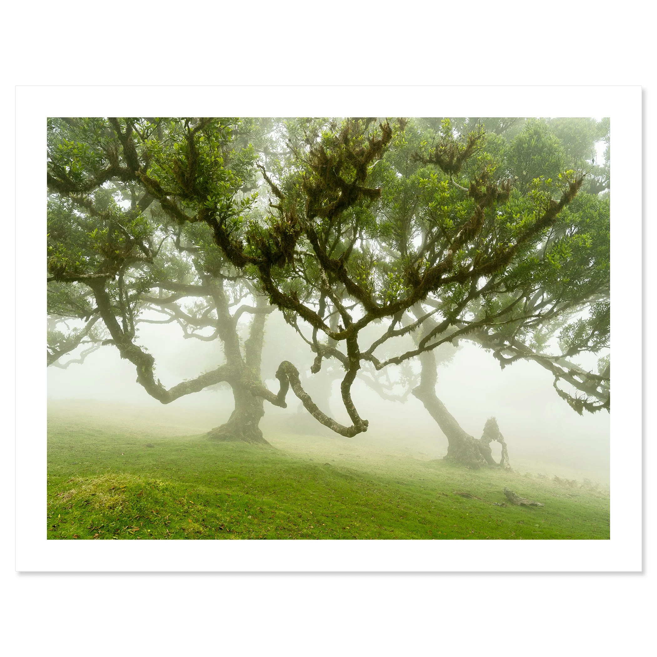 Gerald Berghammer - Limited color landscape photography - Gnarled laurel trees on a grassy hill shrouded in fog, with lush green leaves and twisted branches. Fine art print only