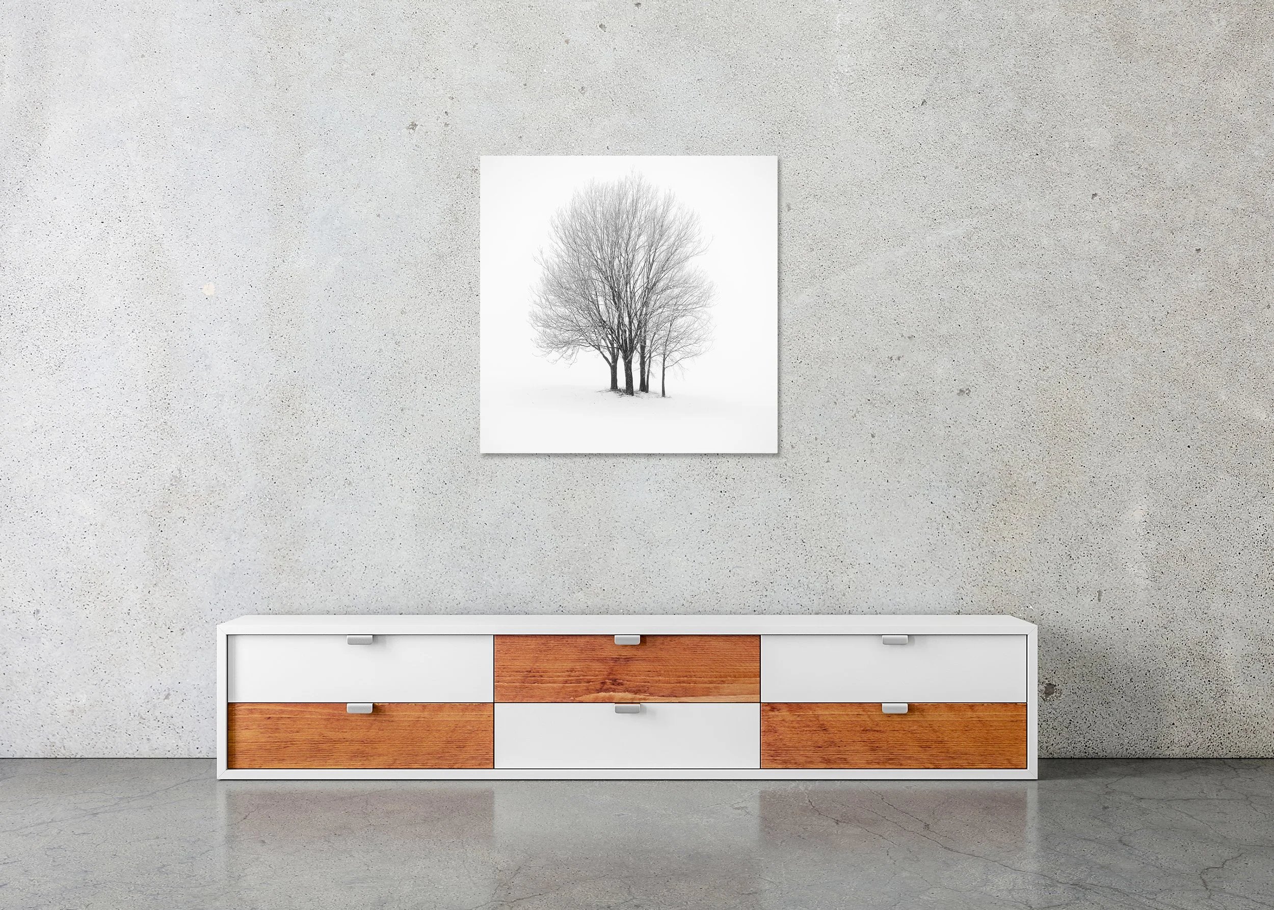 Five Minimalist Winter Trees in the Snow – Austria as a frameless black-and-white print mounted on Dibond