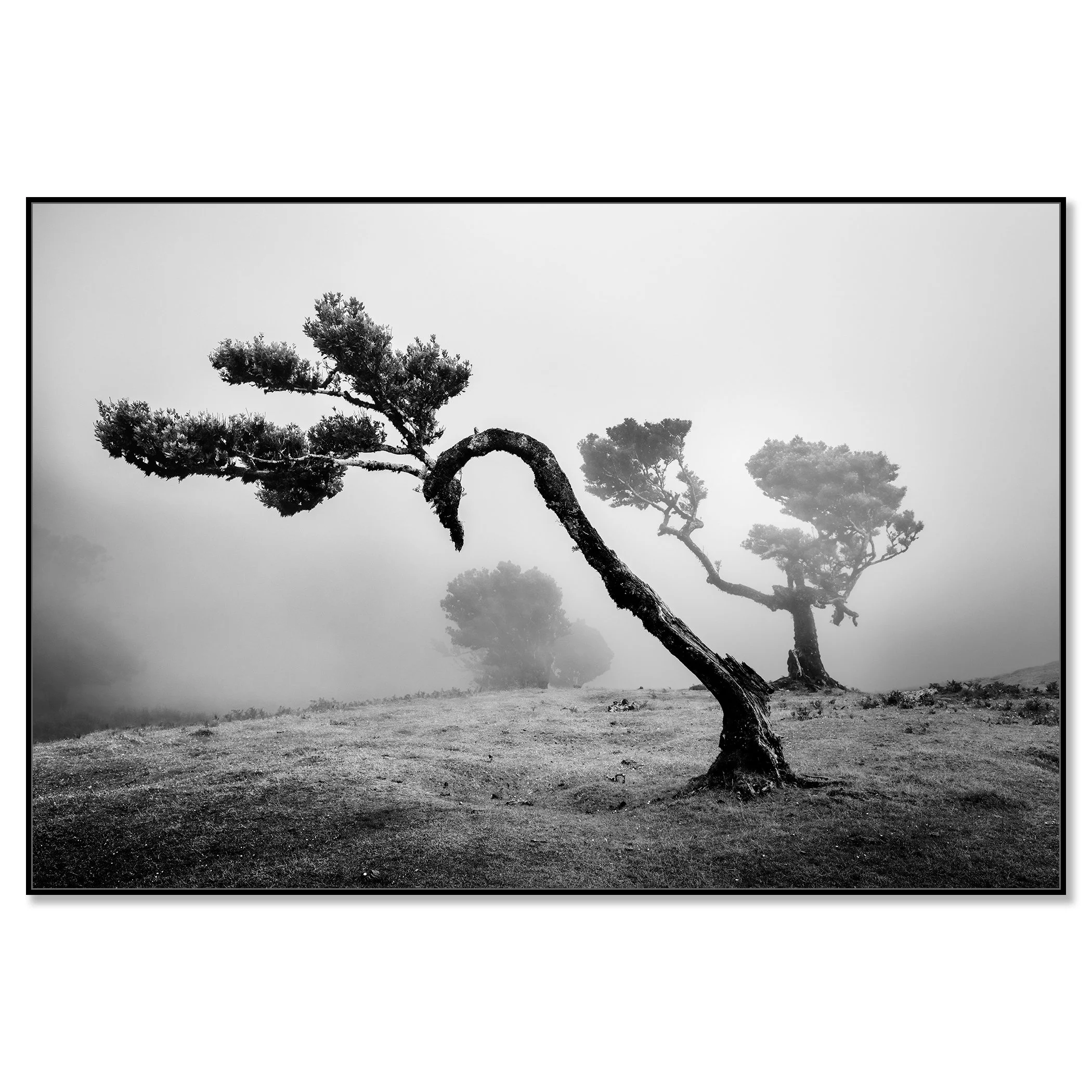 Ancient Laurisilva Forest Study 2 mounted on aluminium Dibond in a black ArtBox frame. Photograph by Gerald Berghammer.
