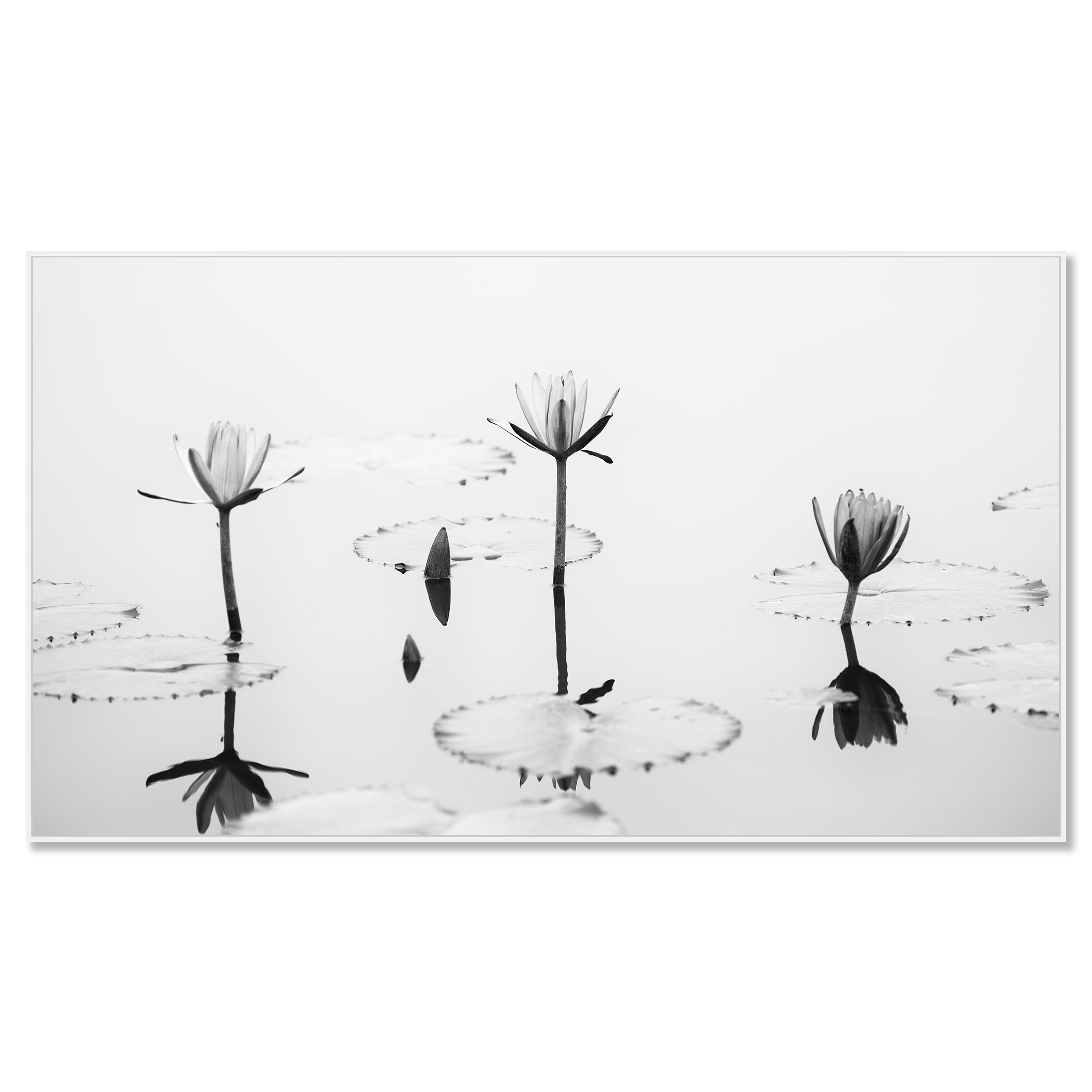 Lotus Flower, Panorama Study 2 – Vietnam, black-and-white Dibond print in a white aluminium ArtBox.