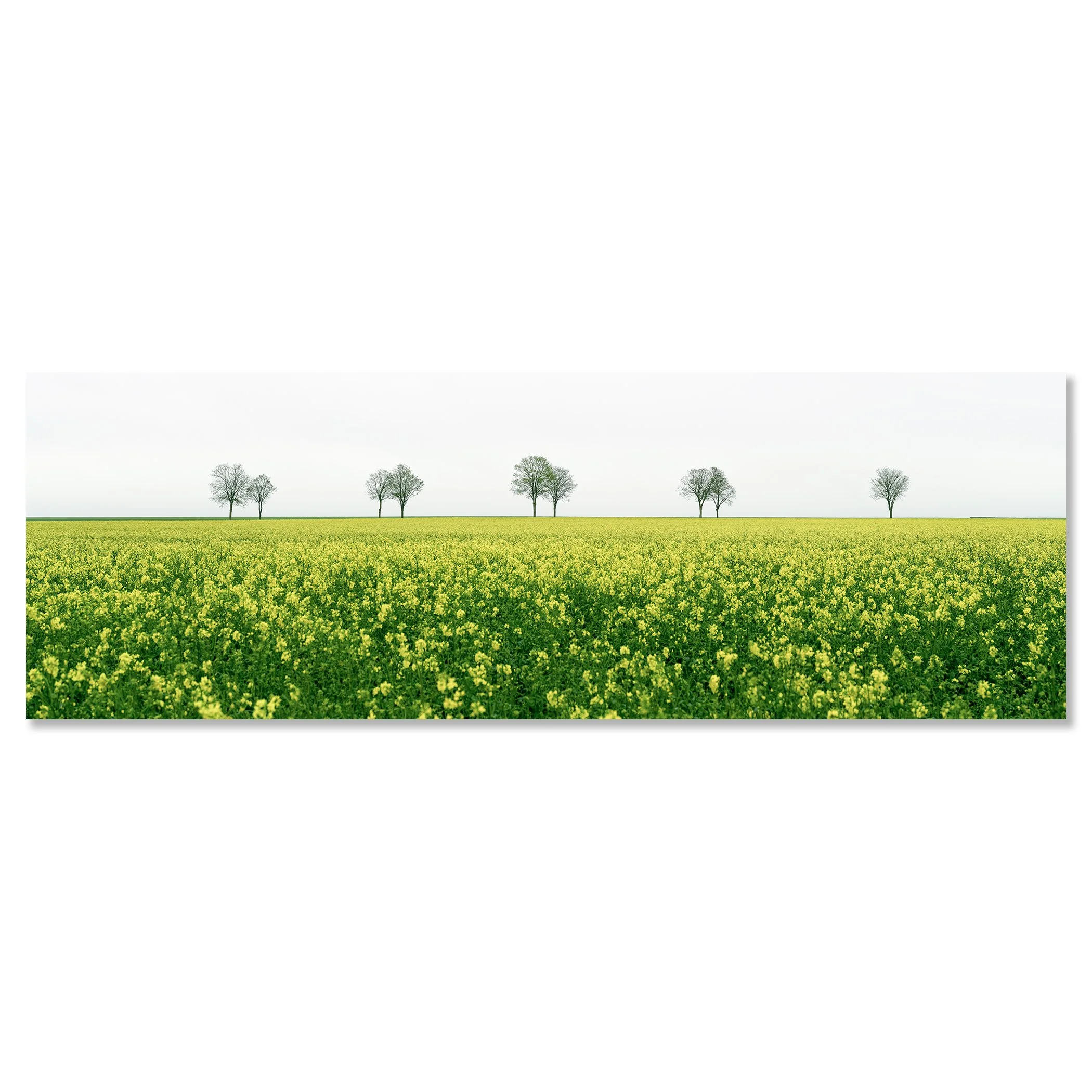 © 2023 Gerald Berghammer - Color landscape photography. A vast green field filled with yellow flowers, with leafless trees in the distance under a cloudy sky. Chromaluxe frameless
