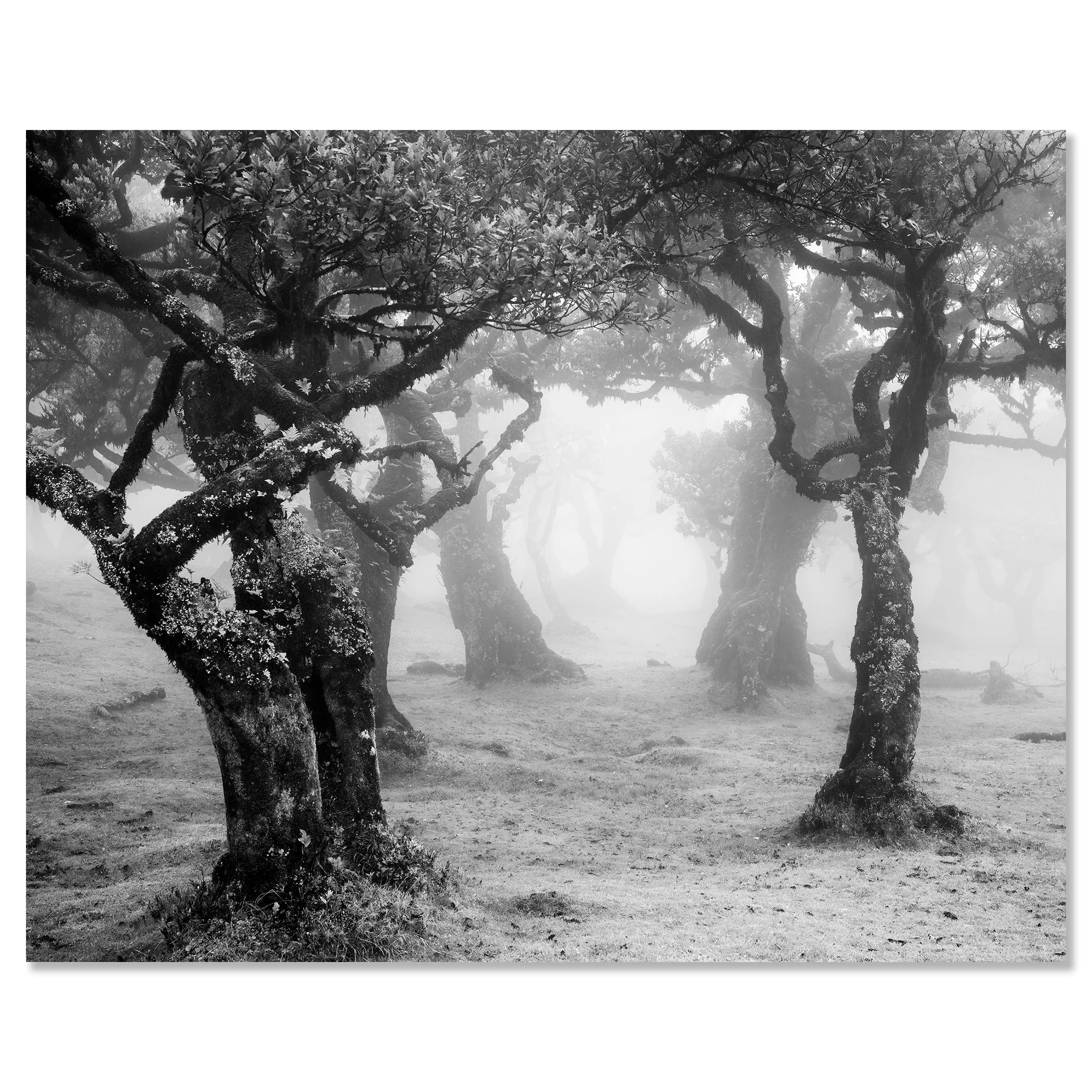 Mystical Forest Clearing – Madeira, frameless black-and-white photograph mounted on aluminium Dibond by Gerald Berghammer.
