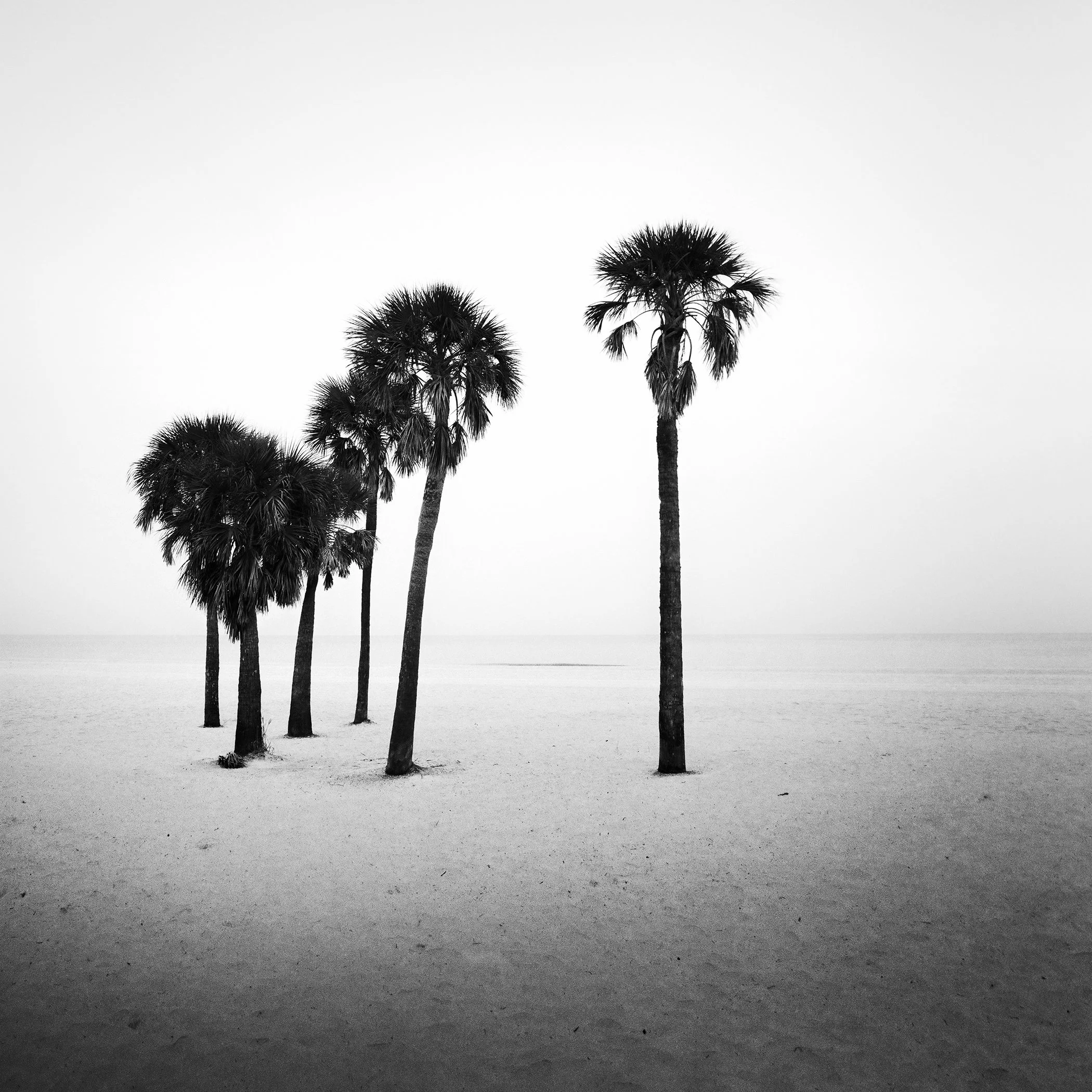 Palm Beach Study 7 by Gerald Berghammer, analogue black-and-white fine art photograph of palm trees on a quiet beach in Palm Beach, Florida, USA.