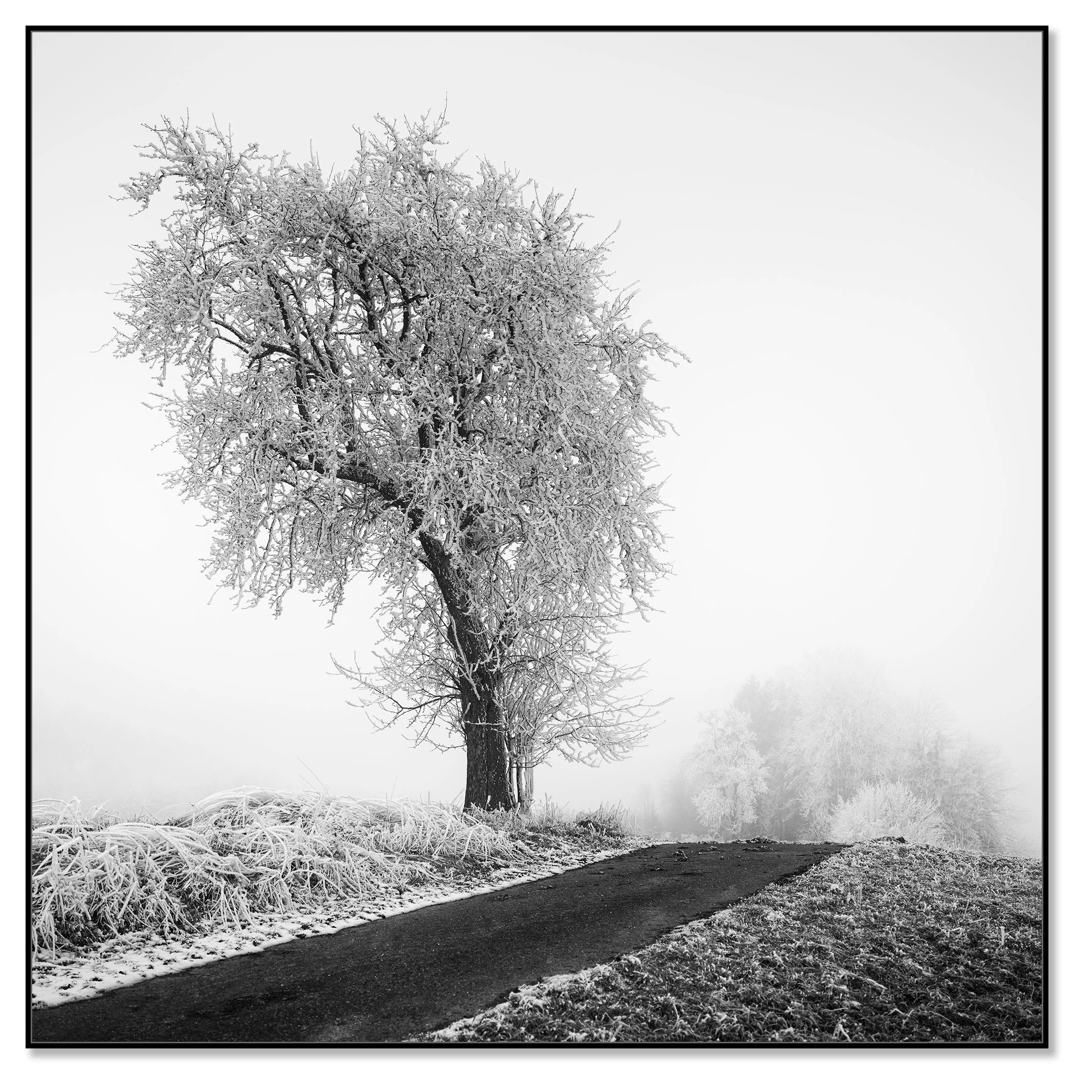 Frost-covered tree standing next to a narrow countryside road in thick fog – framed ArtBox black