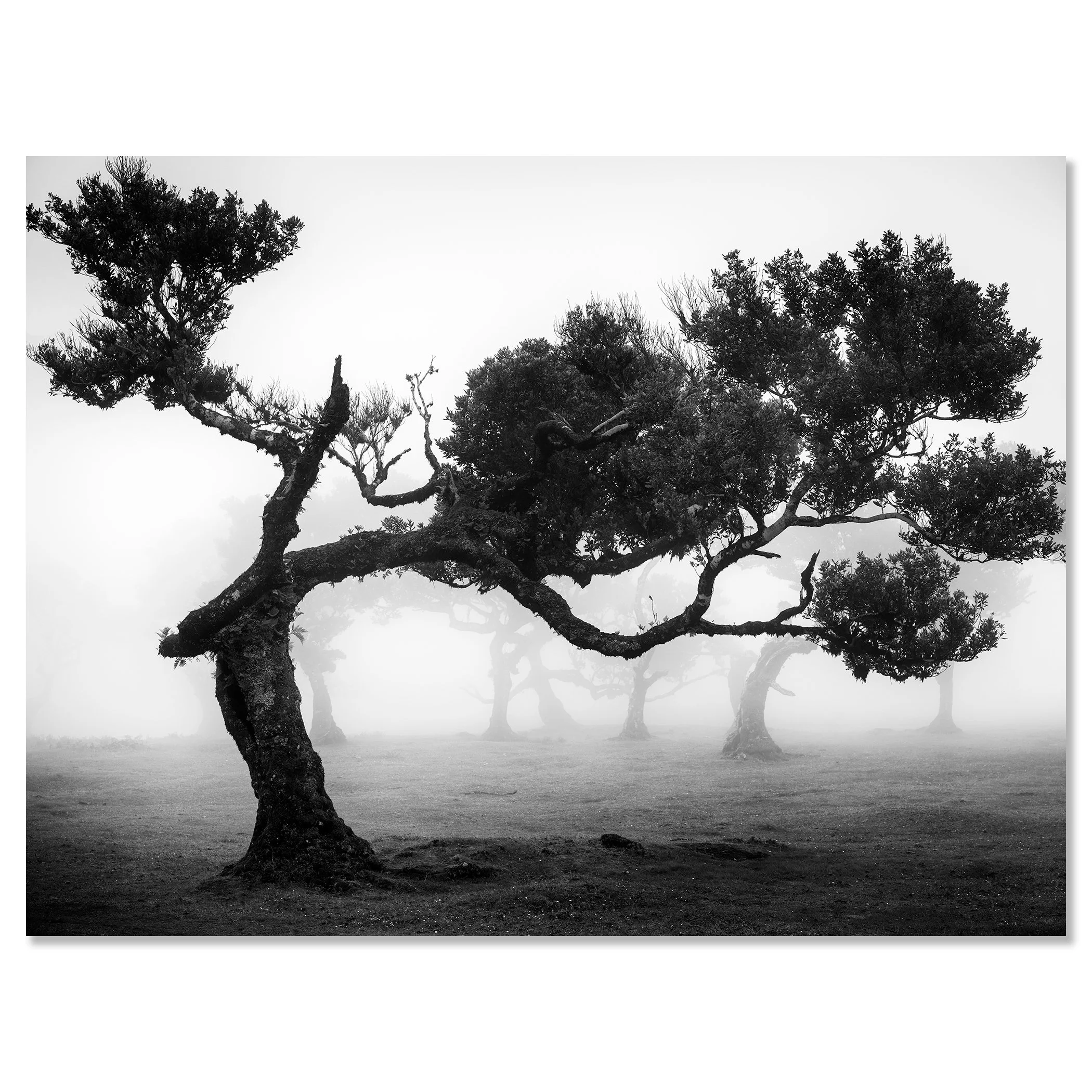 Ancient Laurisilva Forest Study 9 as a frameless black-and-white fine art print mounted on aluminium Dibond by Gerald Berghammer.