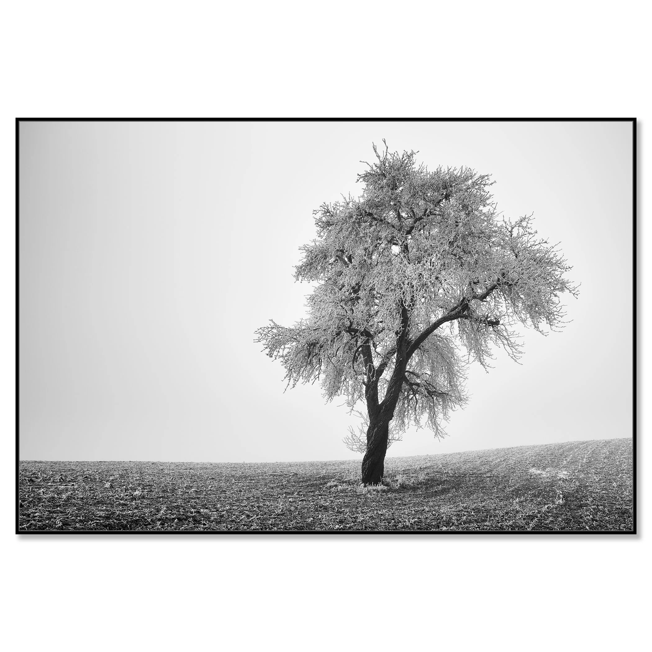 Black-and-white photo of a solitary tree on a gently sloping field under an overcast sky – framed ArtBox black