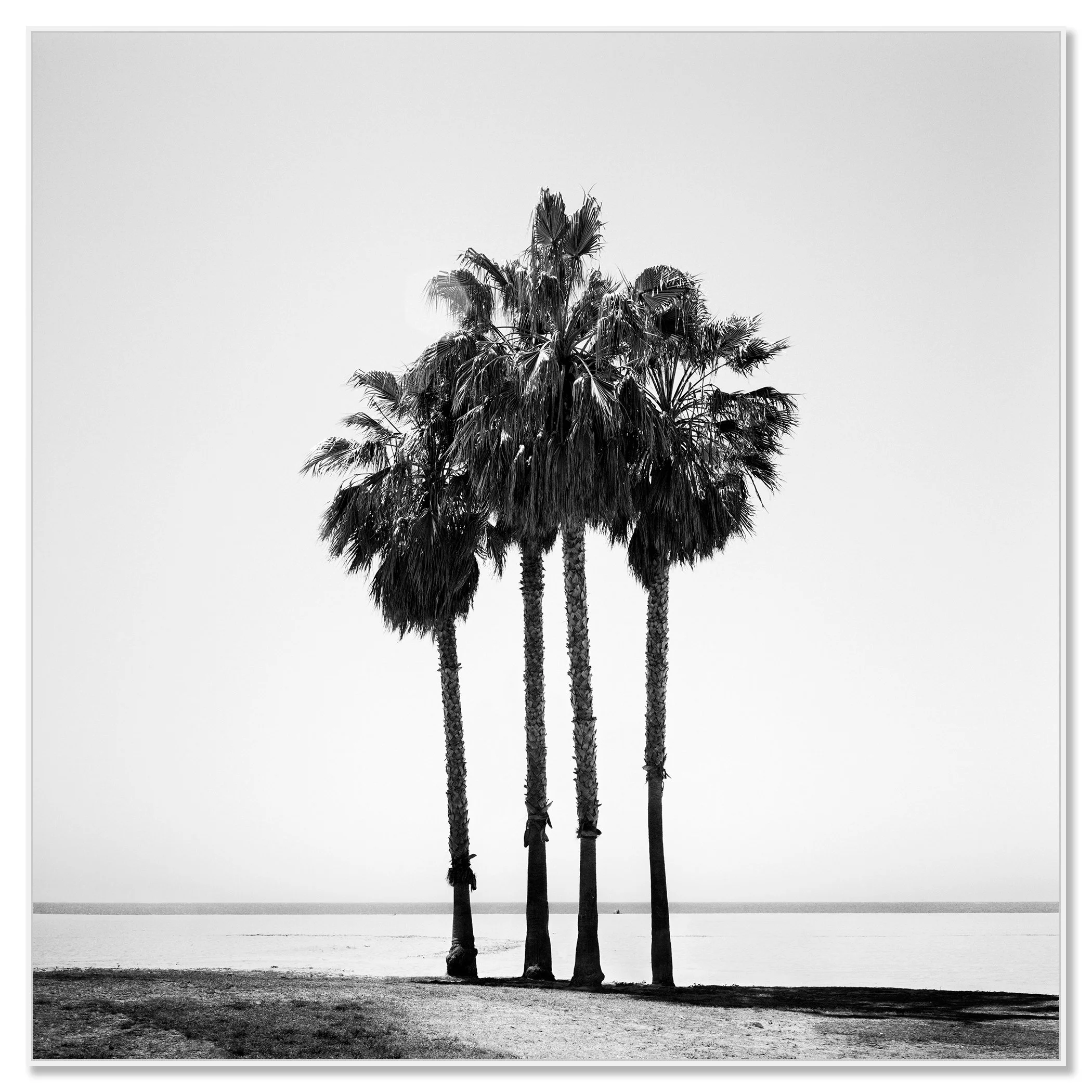 Four Palm Trees – California, USA in a white aluminium ArtBox frame
