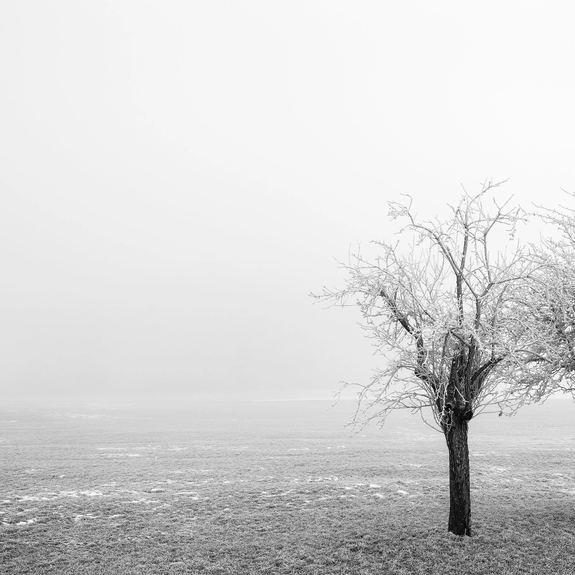 Close-up of delicate frost-covered branches in Frozen Trees in a Field Panorama Study 1, black-and-white winter photography by Gerald Berghammer.