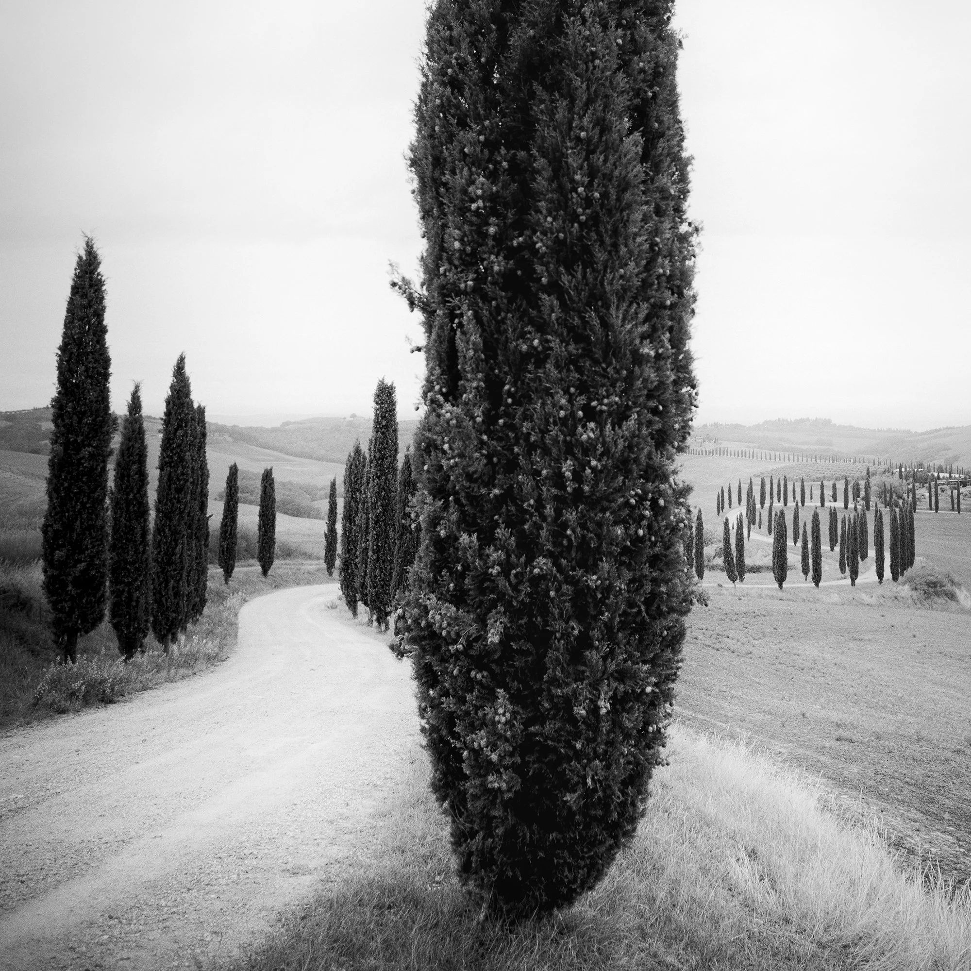 Close-up of Cypress Trees Study 2, an analogue black-and-white Tuscany photograph by Gerald Berghammer.