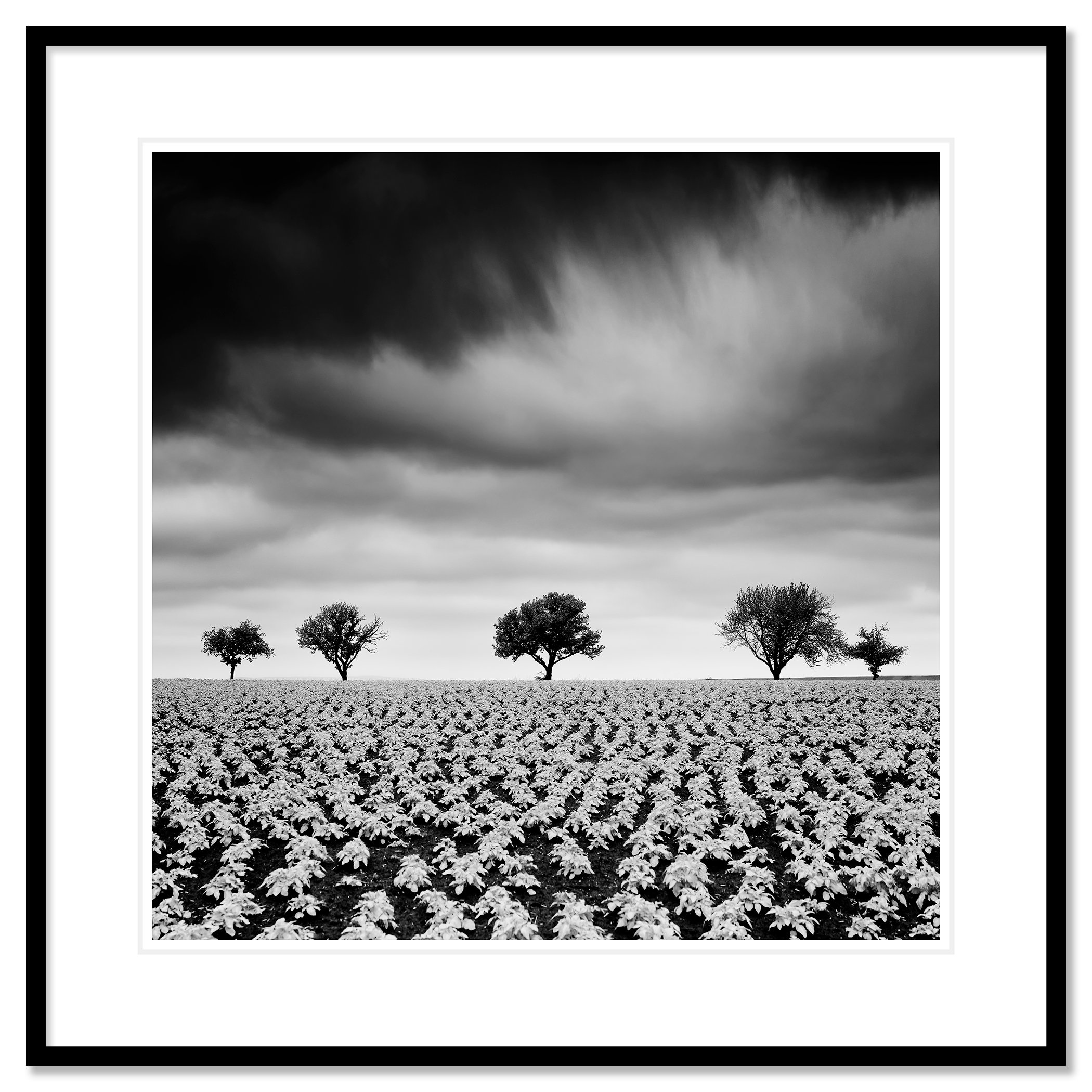 Potato Field with Cherry Trees Study 2 by Gerald Berghammer, archival pigment print in a black aluminium frame with white mount.