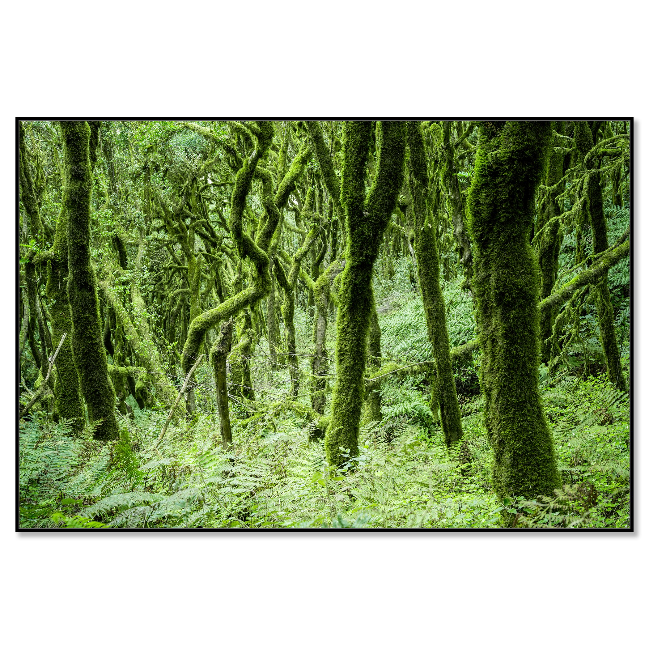 The Laurel Forest of La Gomera, Study 1 – colour photograph on Dibond in a black aluminium ArtBox. Photo by Gerald Berghammer.