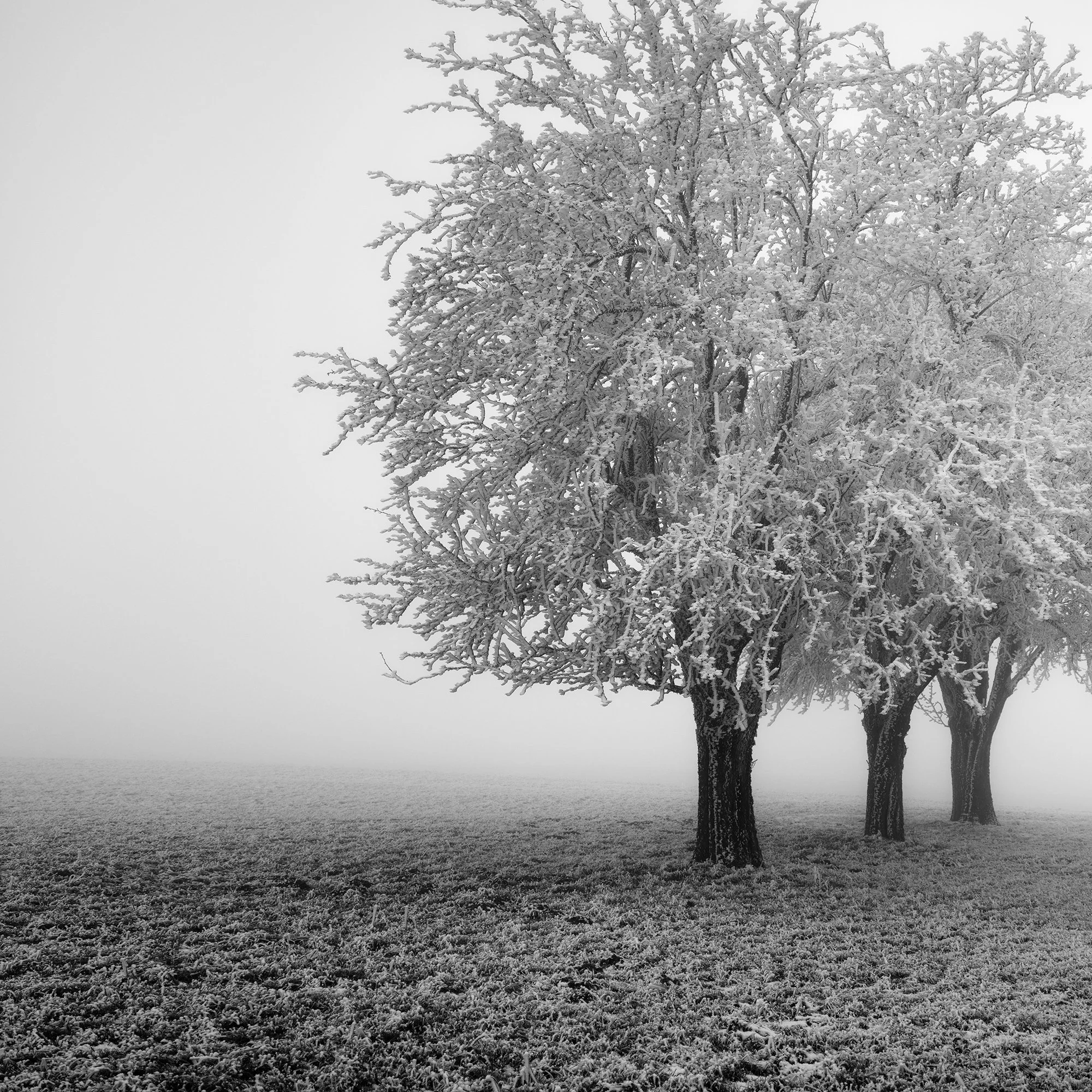 Close-up of frost-covered apple tree branches in Frozen Apple Trees Study 2, a black-and-white winter photograph by Gerald Berghammer.