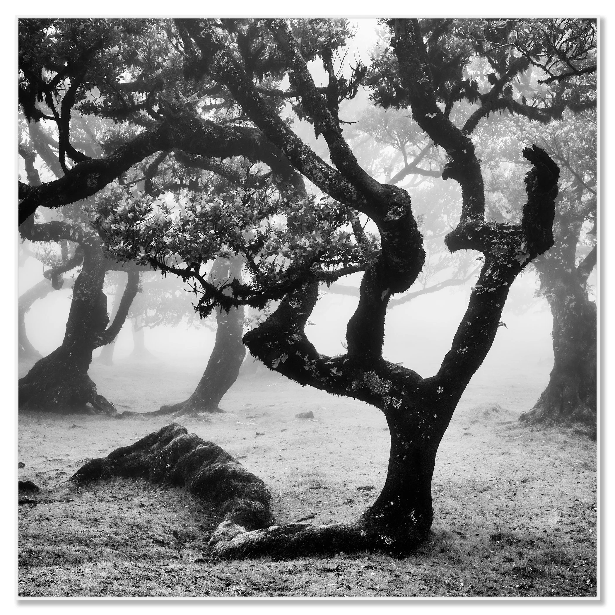 Black-and-white photograph of twisted trees enveloped in mist within Madeira’s atmospheric landscape – framed ArtBox white
