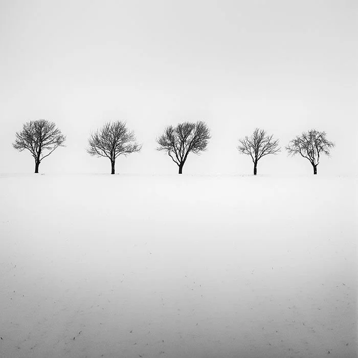 Five Trees in Snowy Field – Austria | Gerald Berghammer