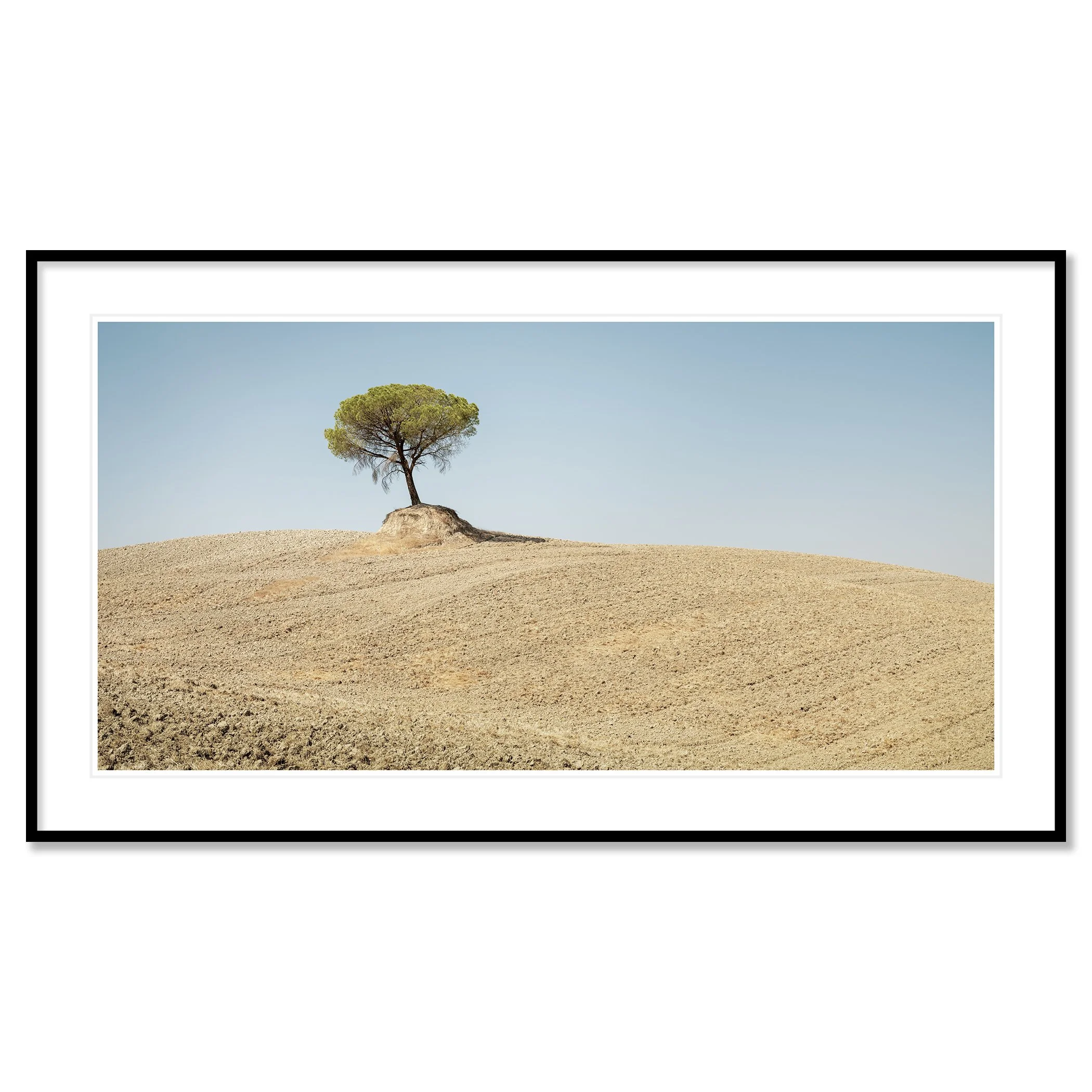 © 2021 Gerald Berghammer - Color Fine Art Landscape Photography. Single Italian Stone Pines on a small hill in a dry, barren landscape under a clear blue sky. Classic framed black