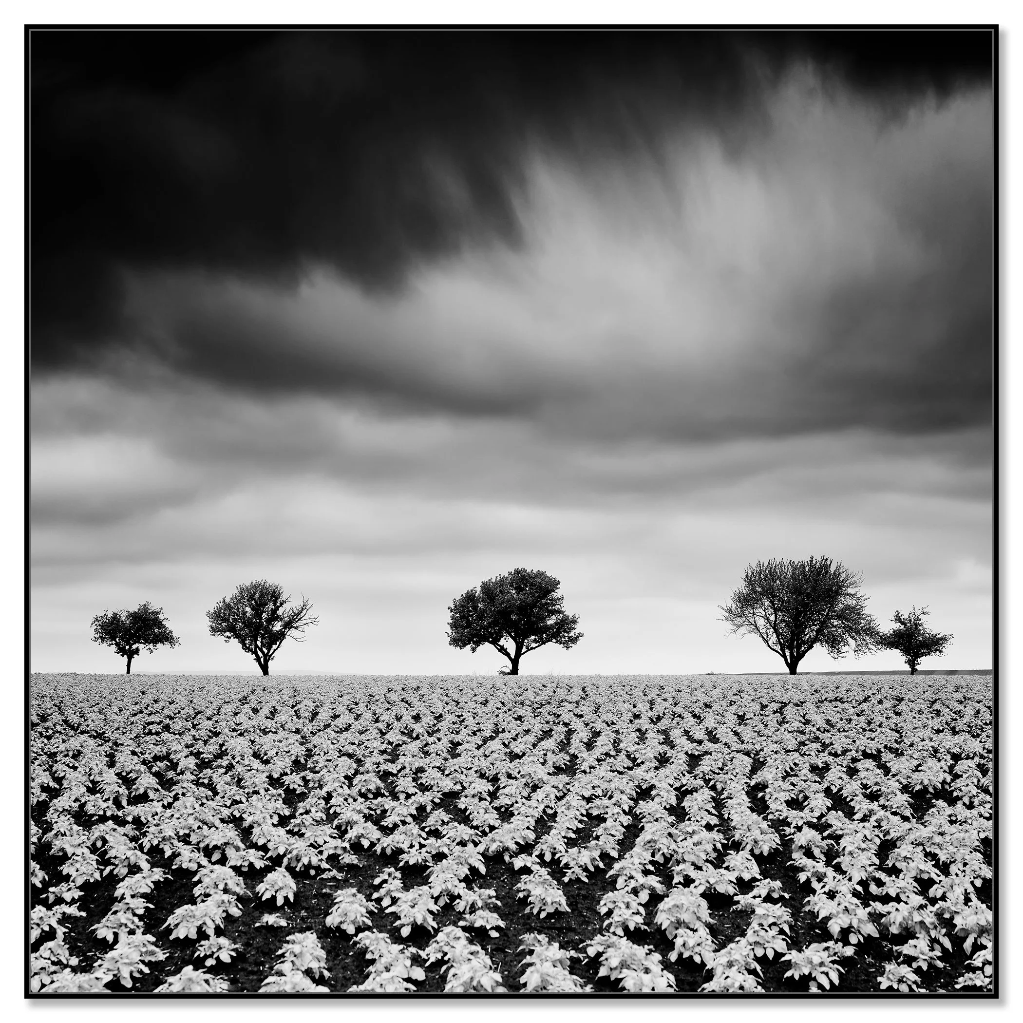 Potato Field with Cherry Trees Study 2 by Gerald Berghammer, black-and-white Dibond print in a black aluminium ArtBox frame.