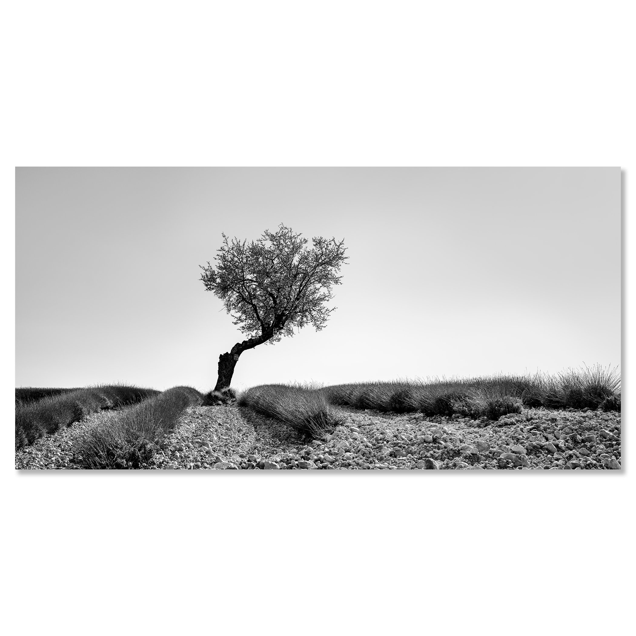 Black-and-white rural scenery featuring a single tree by a gravel road, gentle hills, and expansive sky – dibond frameless