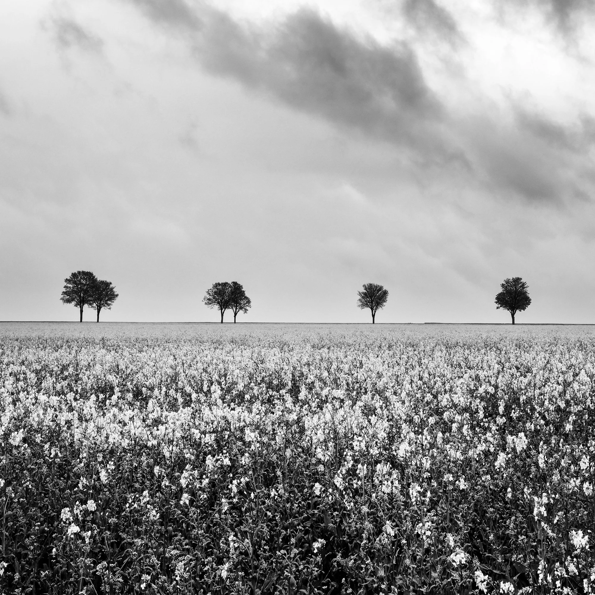 Detail of Row of Trees in Rapeseed Field Study 1 showing trees along the horizon above a flowering rapeseed field in France.