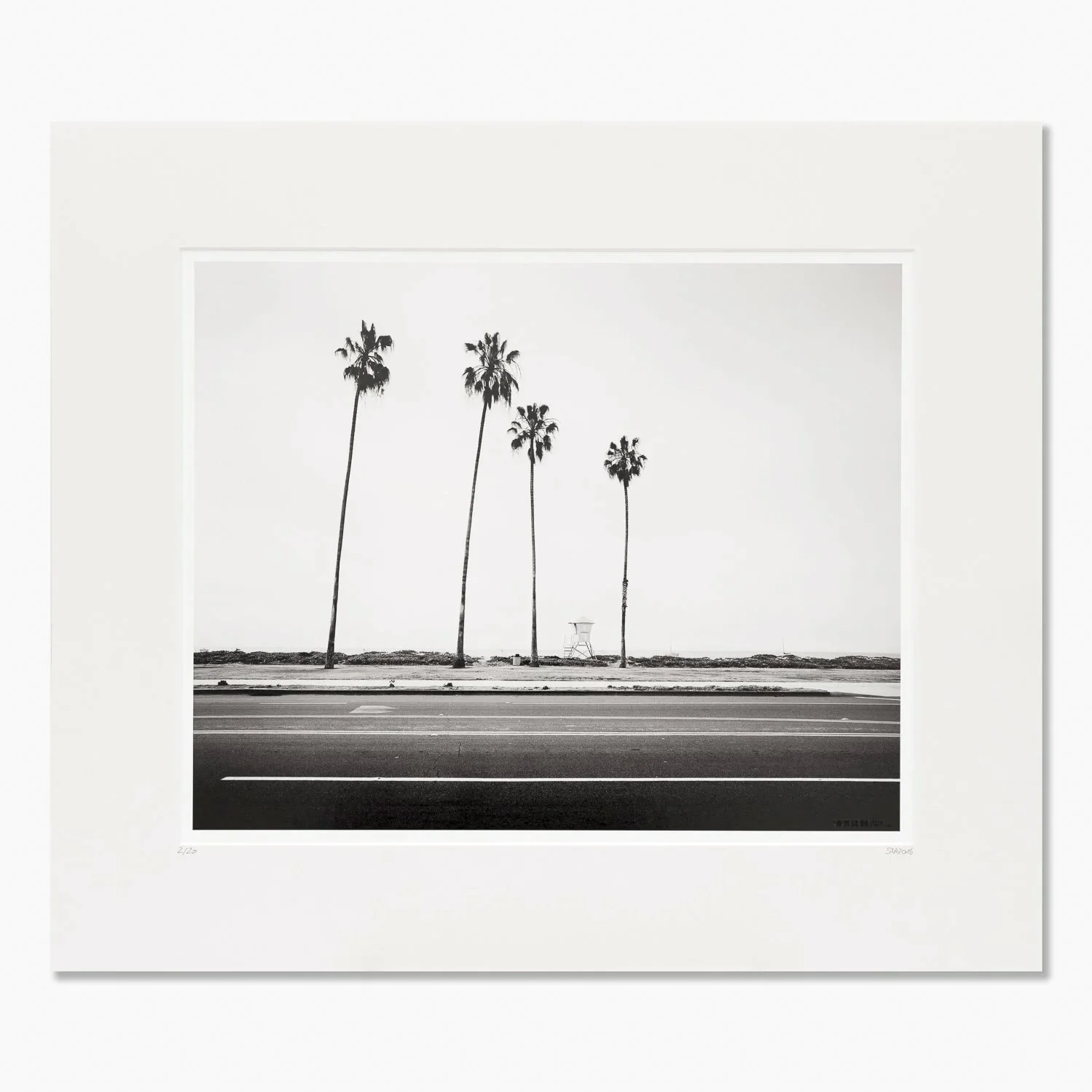 Gerald Berghammer – Palm Tree Study 4, black-and-white archival pigment print with a natural-white mount, edition 2/20.