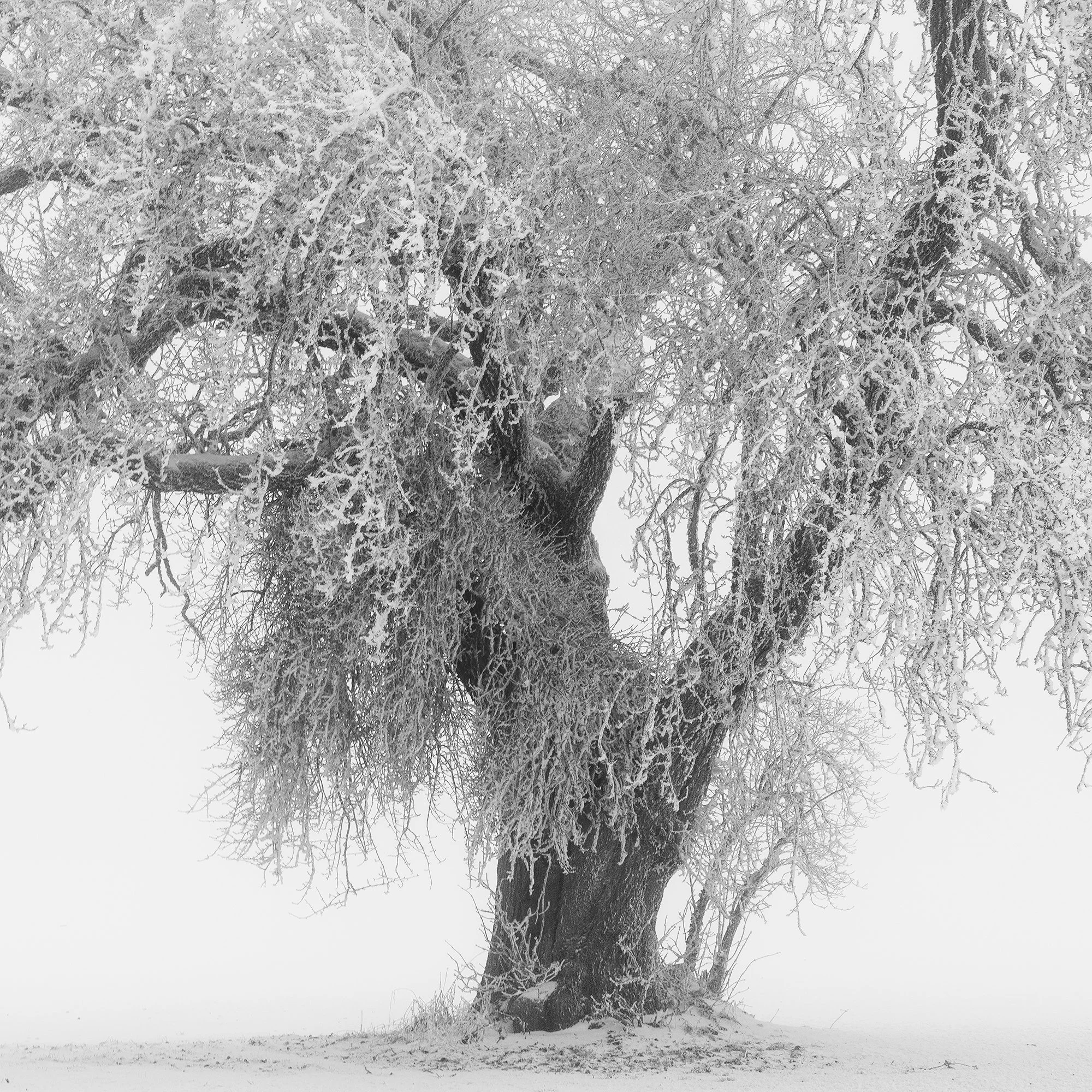 Detail of Minimalist Winter Tree Study 1 by Gerald Berghammer showing the intricate structure of the frost-covered tree in winter.