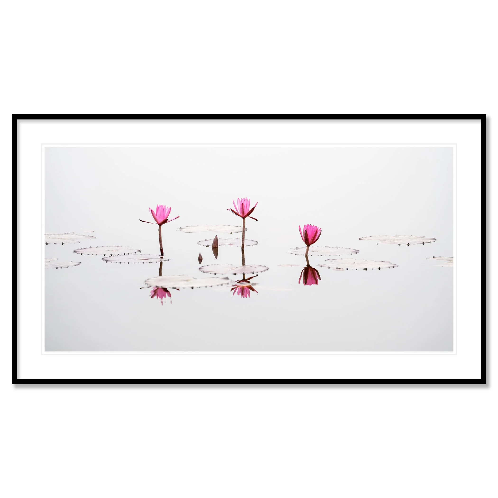 © 2025 Gerald Berghammer - Color long exposure seascape Photography. Three pink water lilies with open petals floating on water, with their reflections visible. Classic framed black