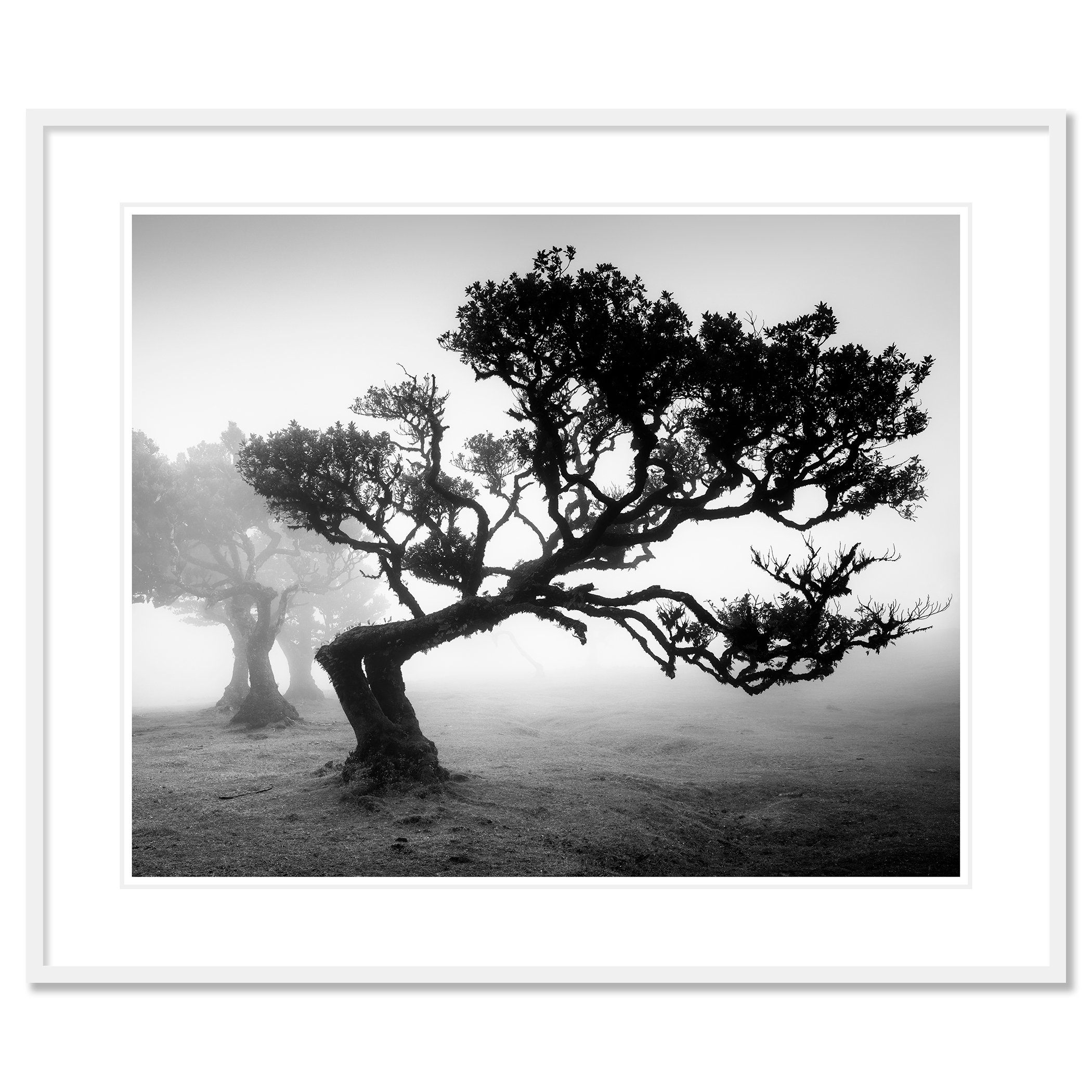 Ancient Laurisilva Forest Study 1 as an archival pigment print in a white aluminium frame with a white mount by Gerald Berghammer.