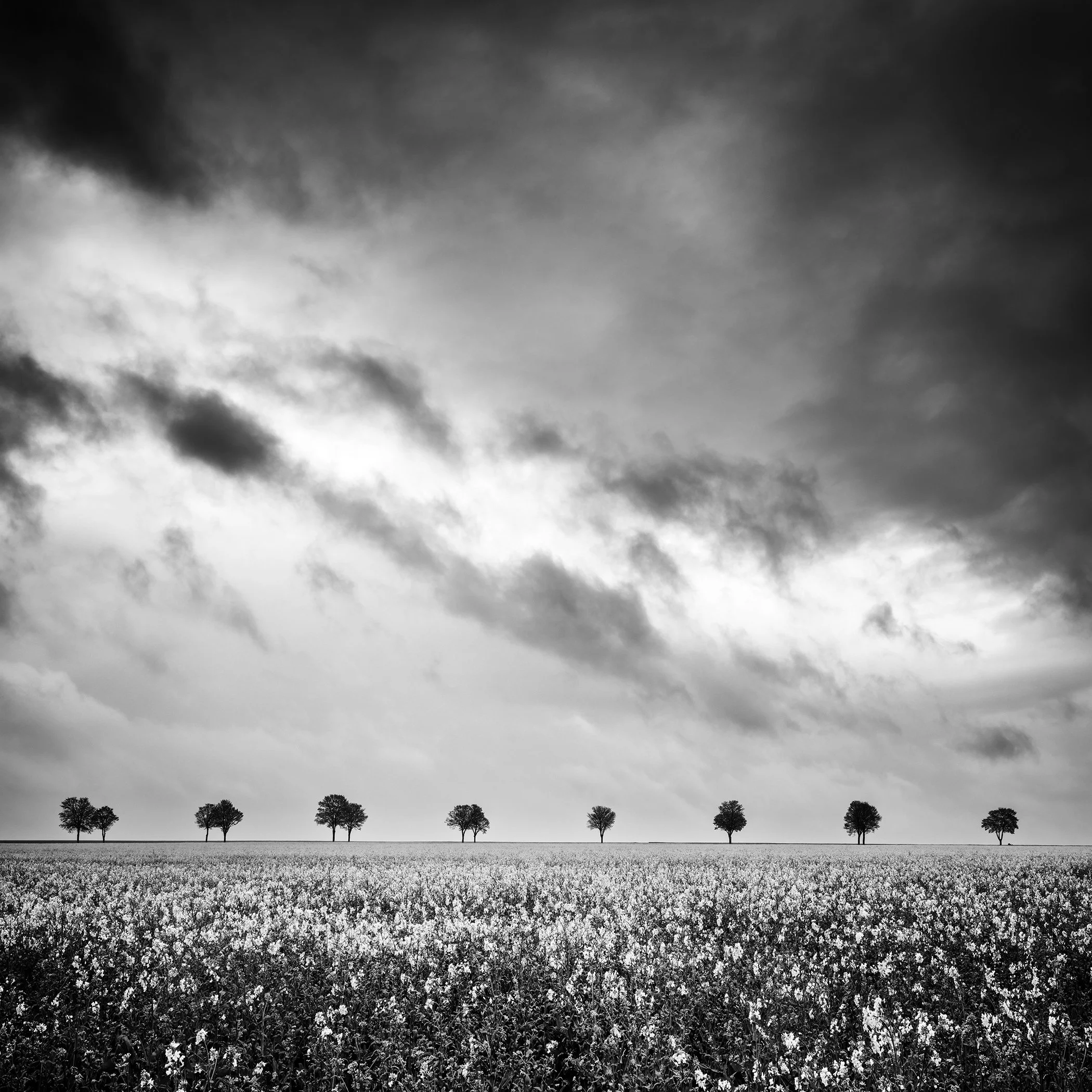 Row of Trees in Rapeseed Field Study 1 by Gerald Berghammer, black-and-white fine art photograph of trees beneath dramatic clouds in France.