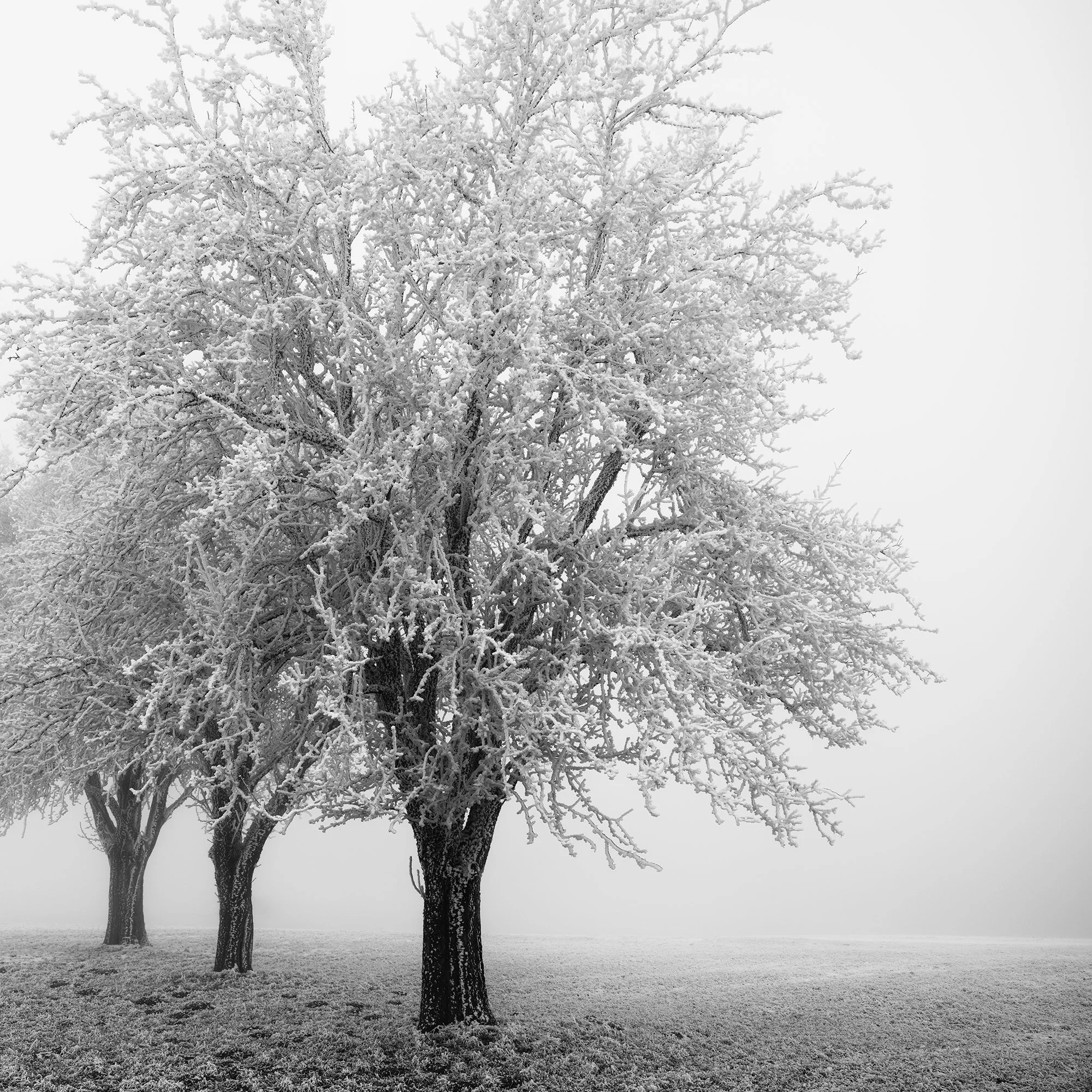 Detail of Frozen Apple Trees Study 3 showing the sculptural crown and dark trunk of a frozen apple tree by Gerald Berghammer.
