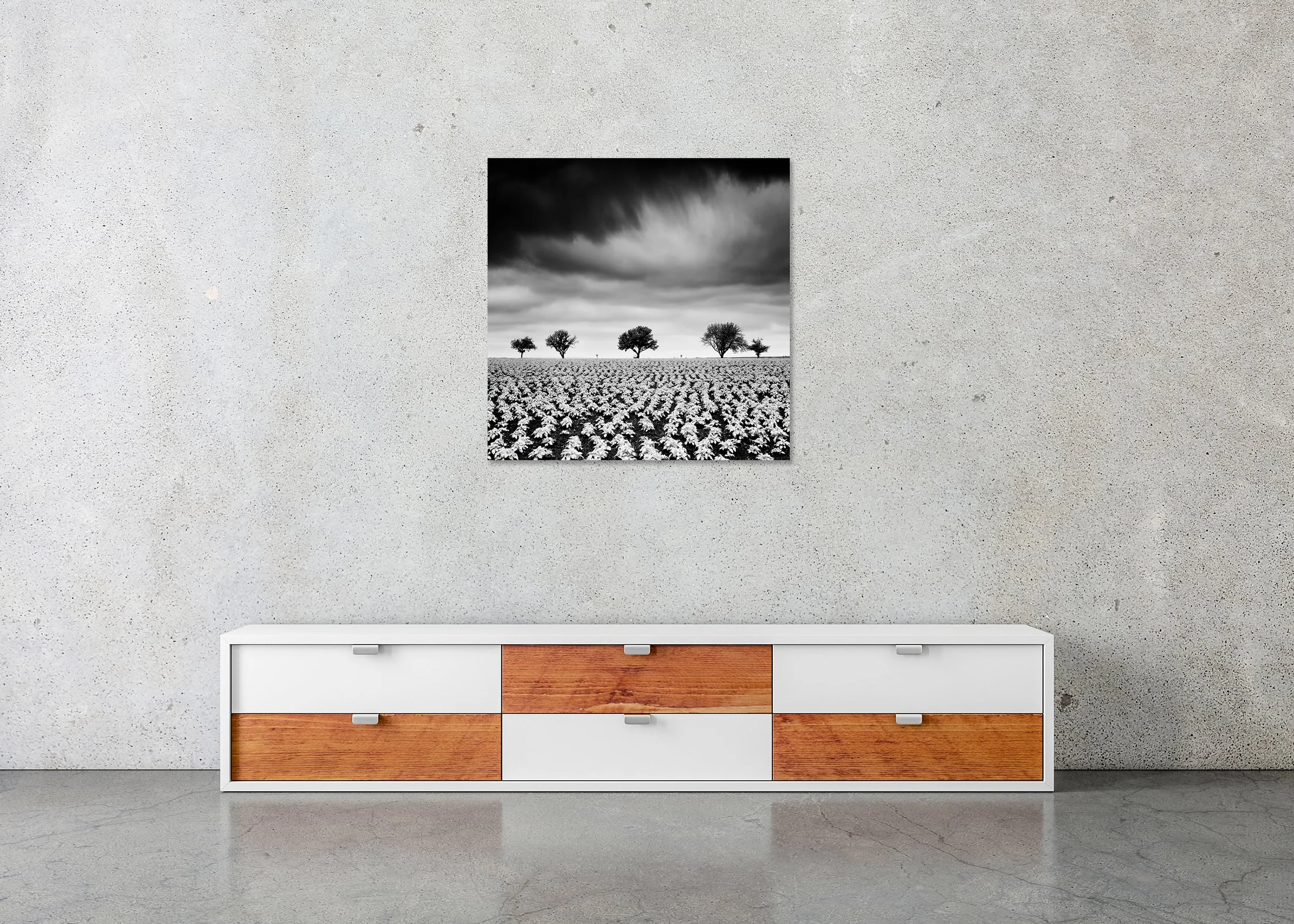 Black and white fine art landscape print of a broad potato field with young plants and five distant trees beneath a dramatic sky, mounted on Dibond, frameless.