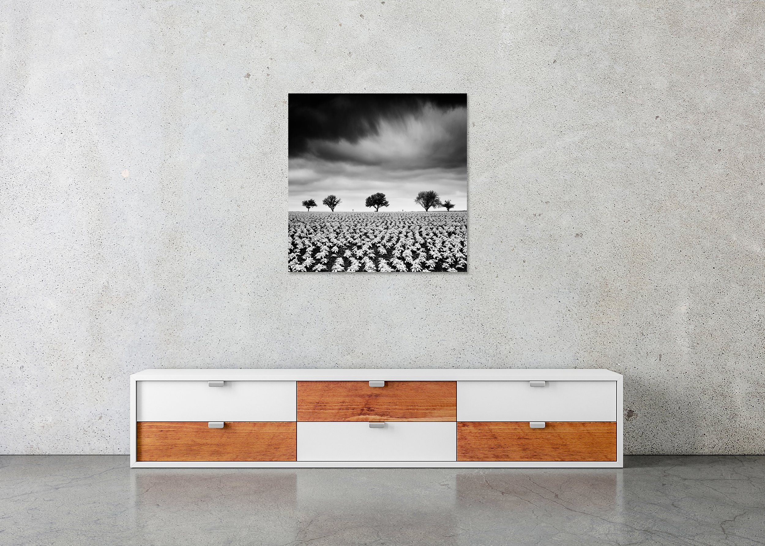 Black and white fine art landscape of a broad potato field with young plants and five distant trees under a dramatic sky — frameless ChromaLuxe metal print.