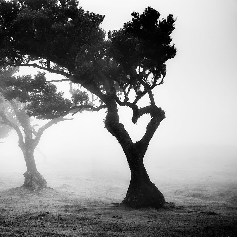 Gerald Berghammer - Love in the mist Forest, Portugal