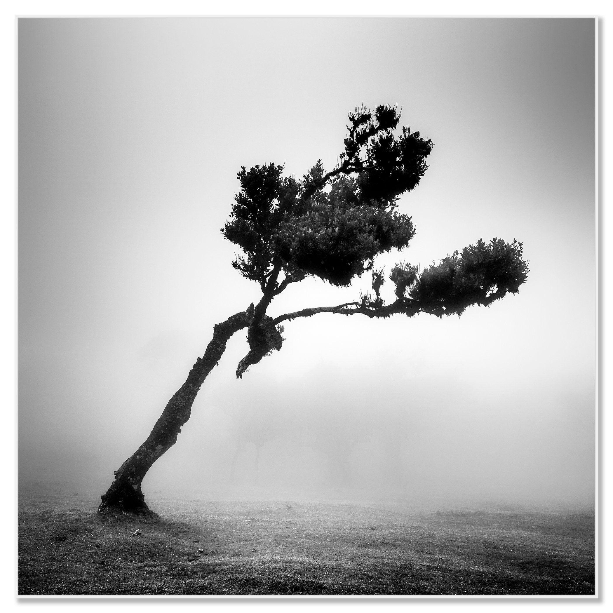Black-and-white photograph of a windswept tree standing alone in a misty landscape – framed ArtBox white