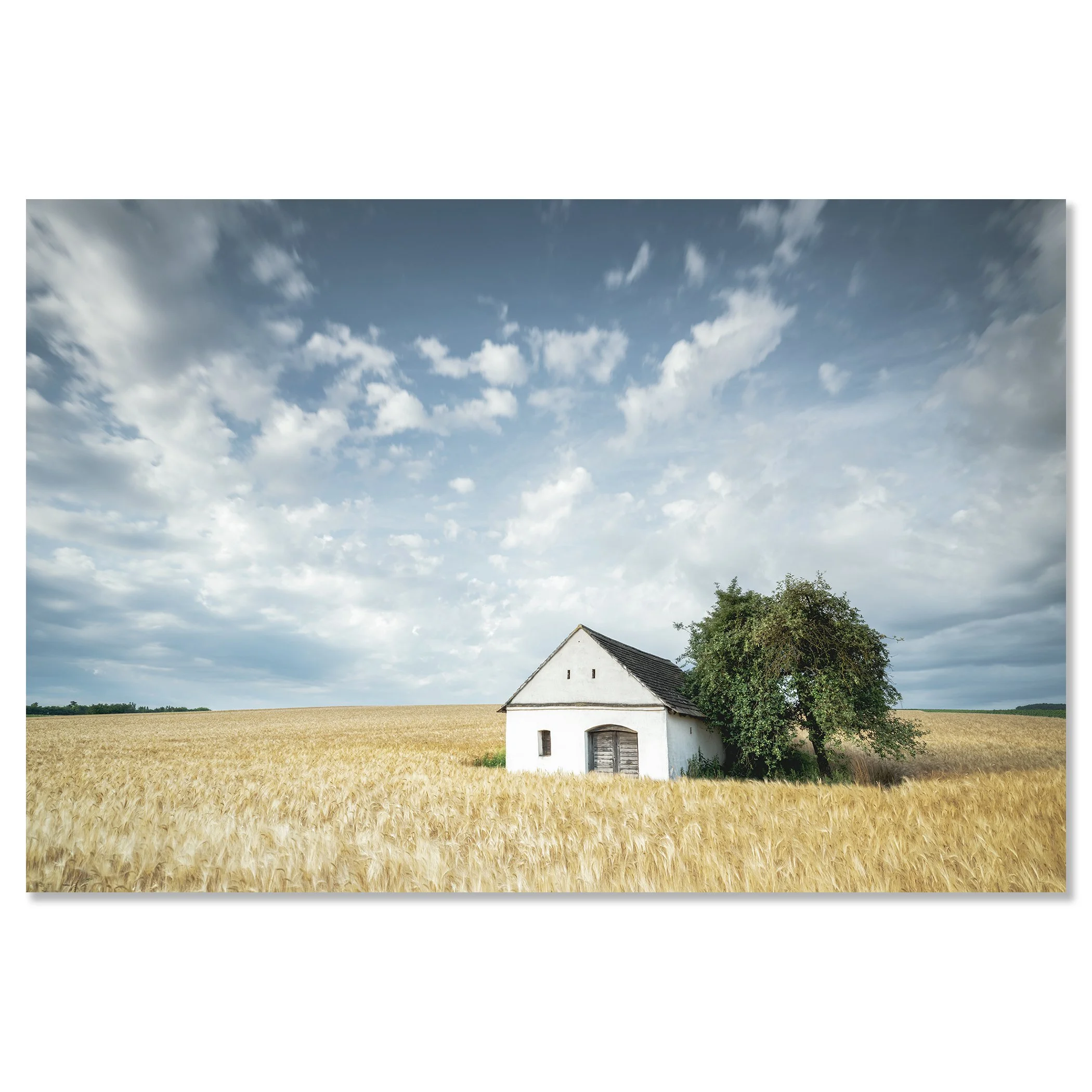 Wine Press House in the Wheat Field by Gerald Berghammer, colour fine art photograph mounted on aluminium Dibond, frameless.