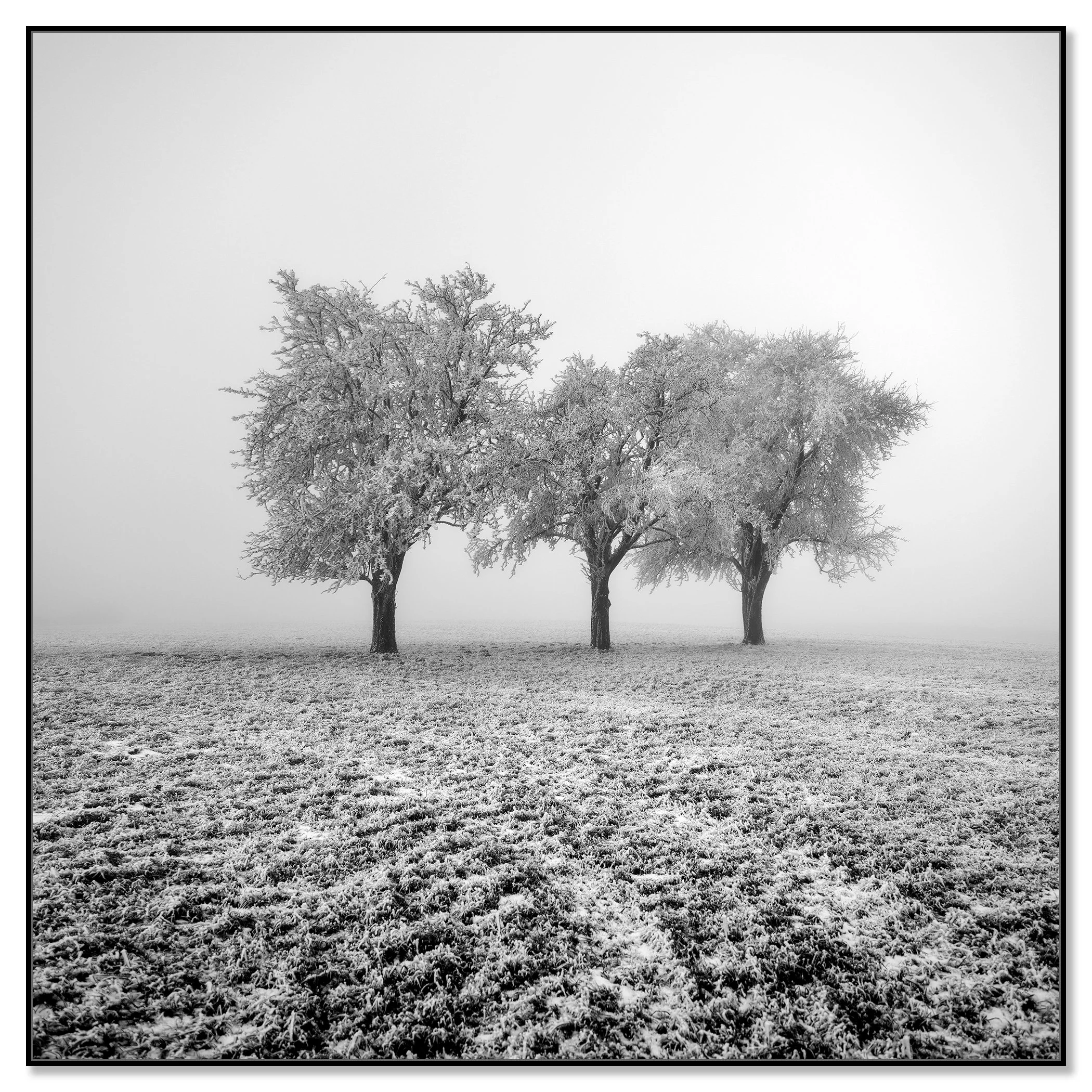 Frozen Apple Trees Study 1 – Austria, black-and-white photo print mounted on Dibond in a black aluminium ArtBox frame.