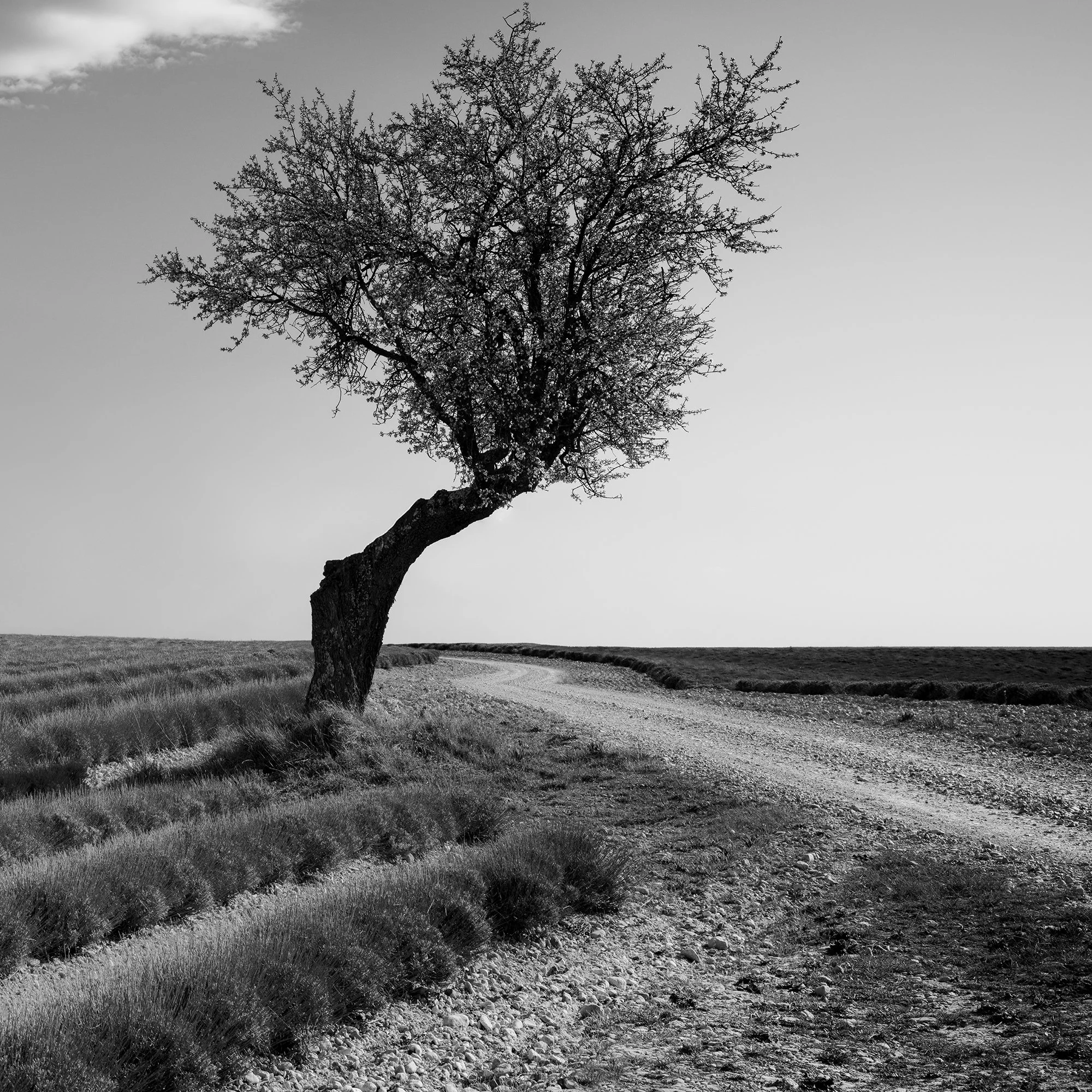 Detail of Lavender Field with Lonely Tree Study 1 by Gerald Berghammer, showing the windswept tree beside a curving gravel track.