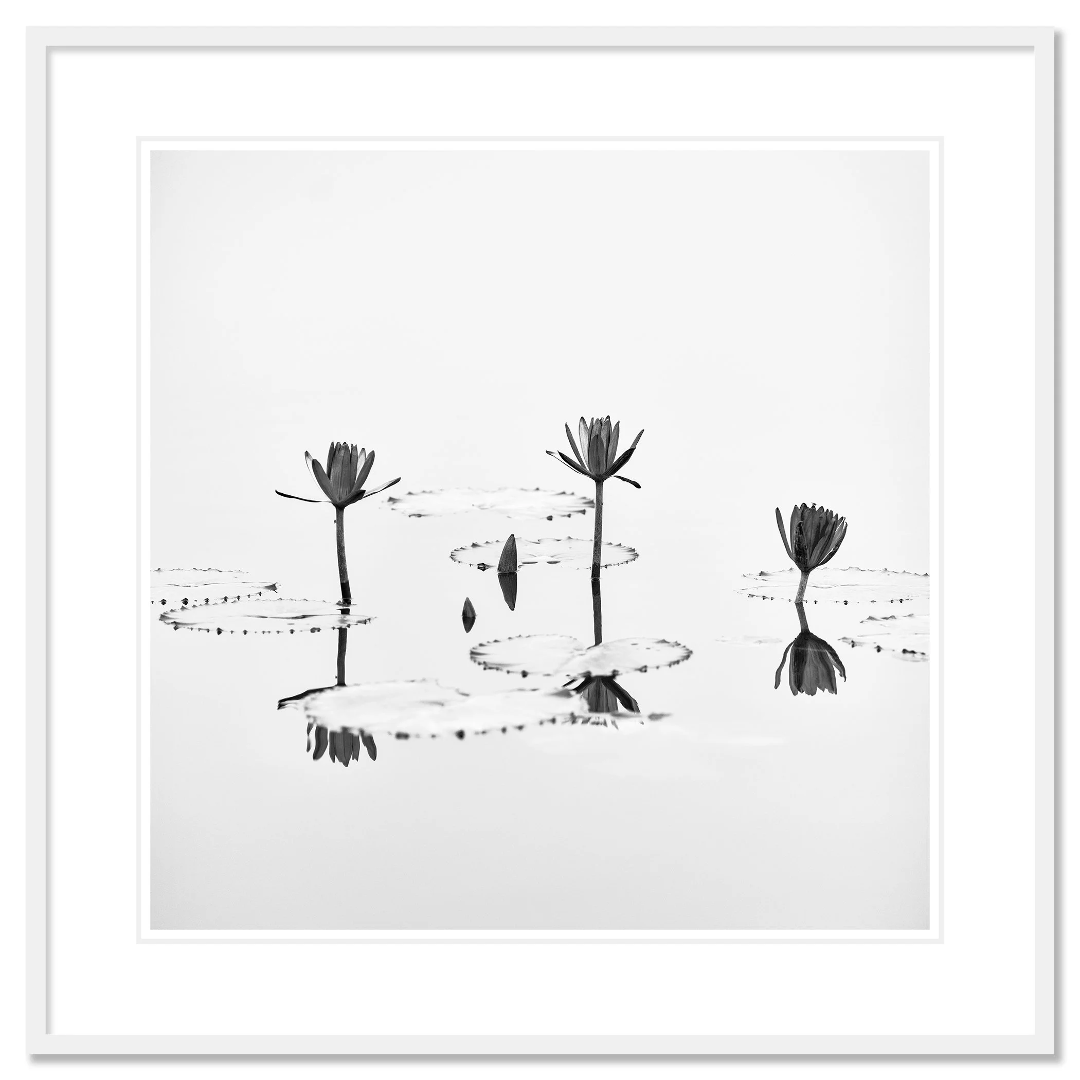 Lotus Flower Study 1 – archival pigment print in a white aluminium frame with a white mount by Gerald Berghammer.