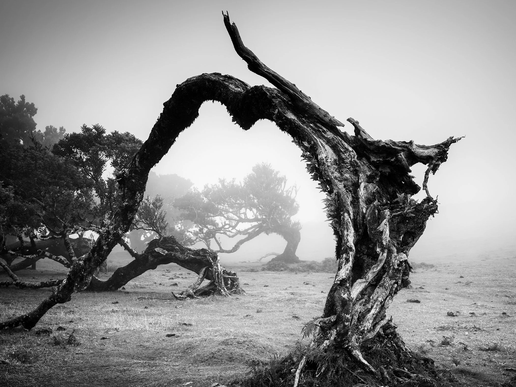 Twisted, wind-sculpted tree standing in a foggy landscape, photographed in black and white with dramatic contrast and natural textures.