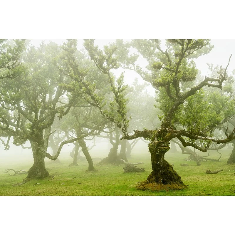Gerald Berghammer - Fairy Forest Study 1, Portugal