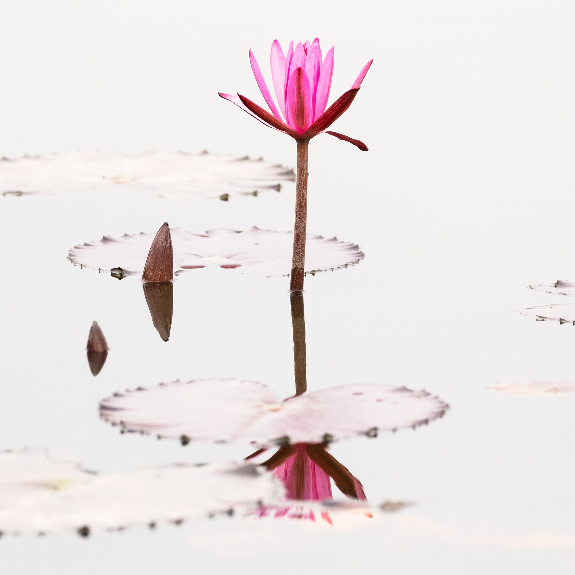 © 2025 Gerald Berghammer - Color waterscape photography. Three pink lotus flowers floating on a calm body of water with lily pads and reflections. Print detail 3