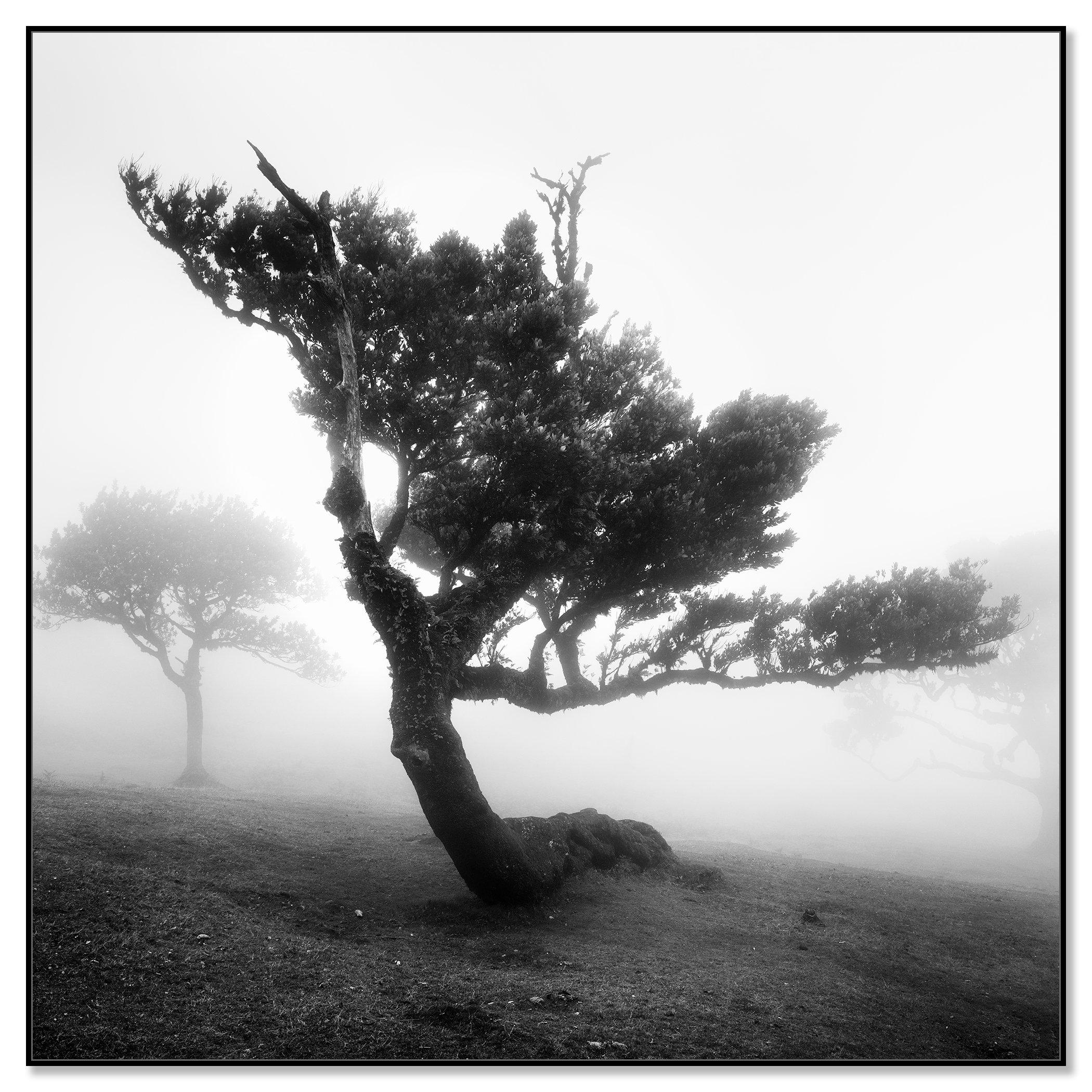 Ancient Laurel Cloud Forest Study 3 by Gerald Berghammer, black-and-white Dibond print presented in a black aluminium ArtBox frame.