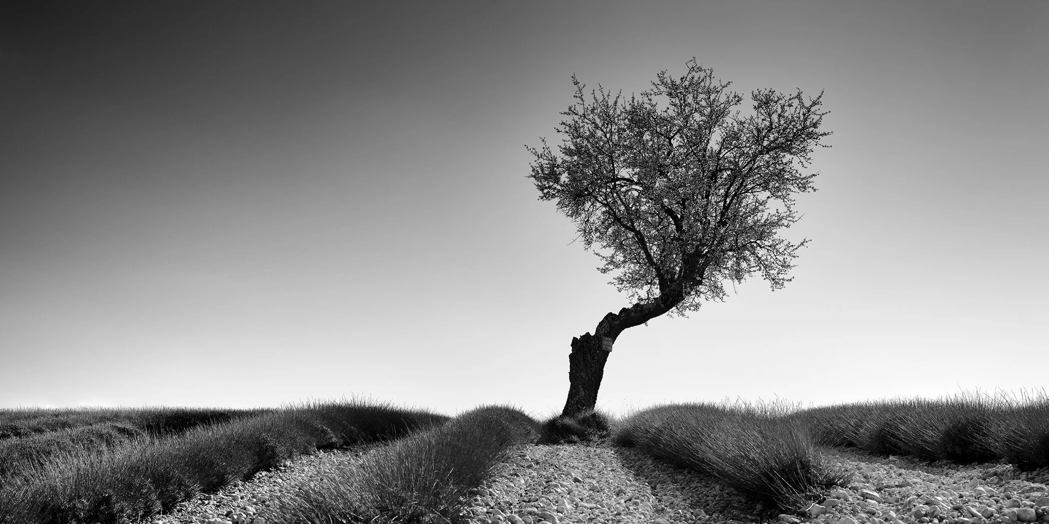 Minimalist black and white landscape with a single tree in a lavender field