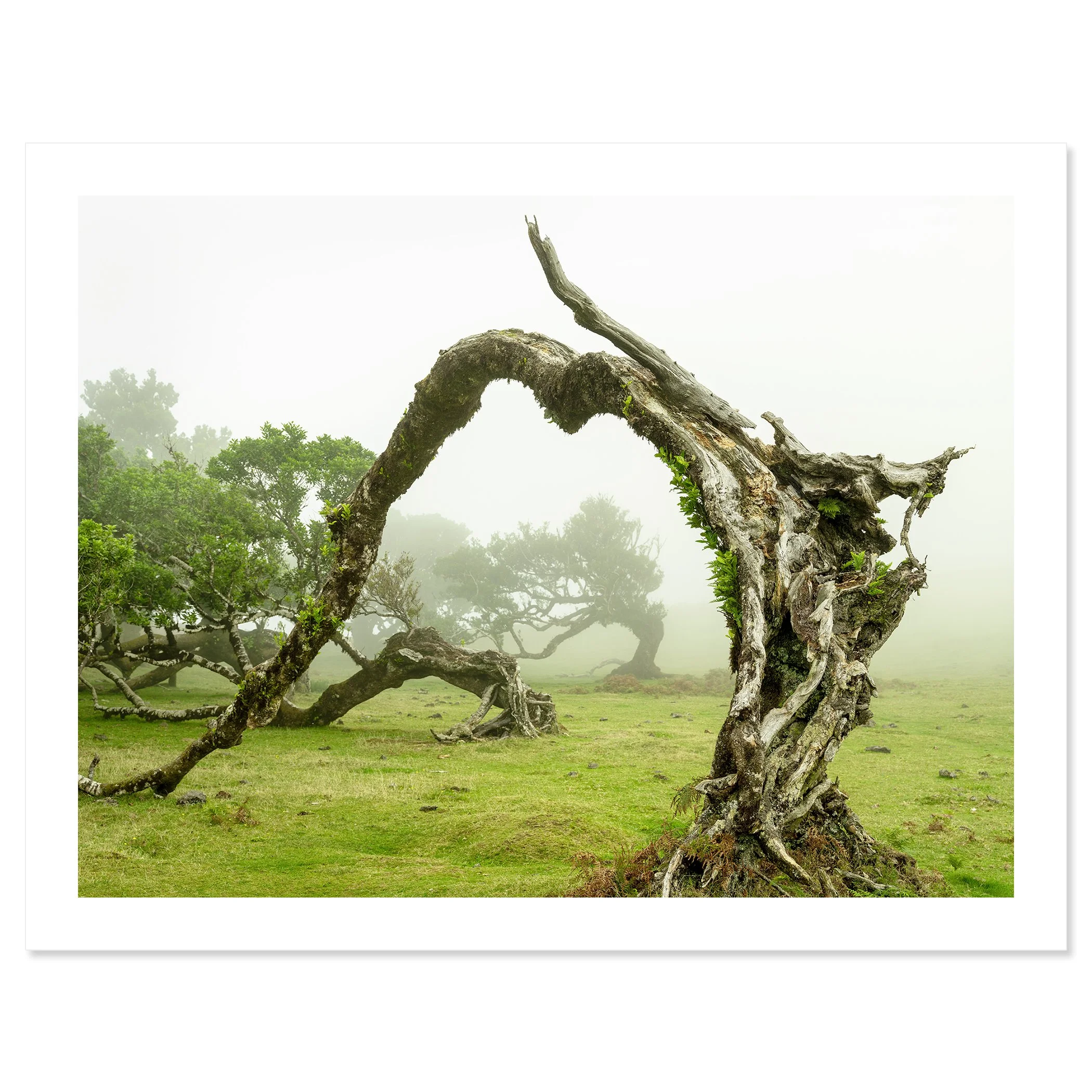 © 2021 Gerald Berghammer - A twisted, gnarled tree bent to form an arch in a foggy, grassy landscape with other trees in the background. Fine art print only