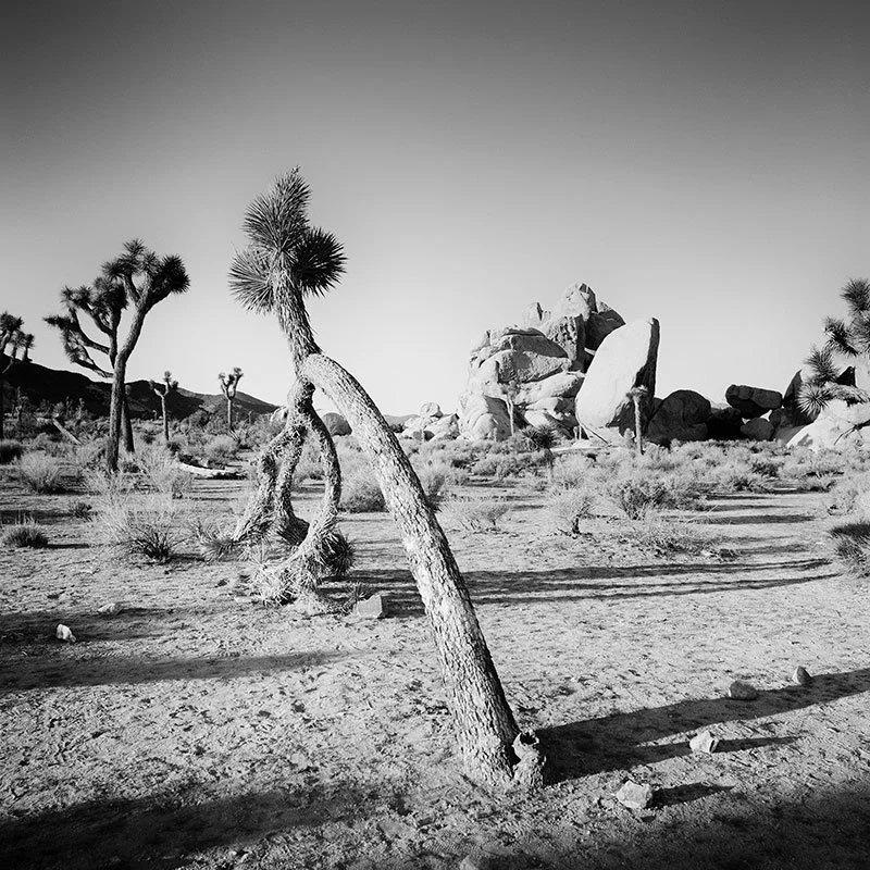 Gerald Berghammer - Curved Joshua Tree in Desert, California, USA